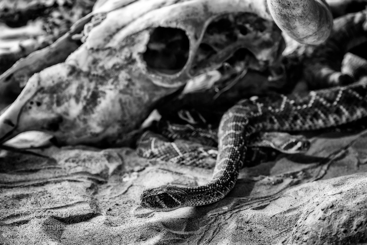 Nikon D600 sample photo. Danger photography