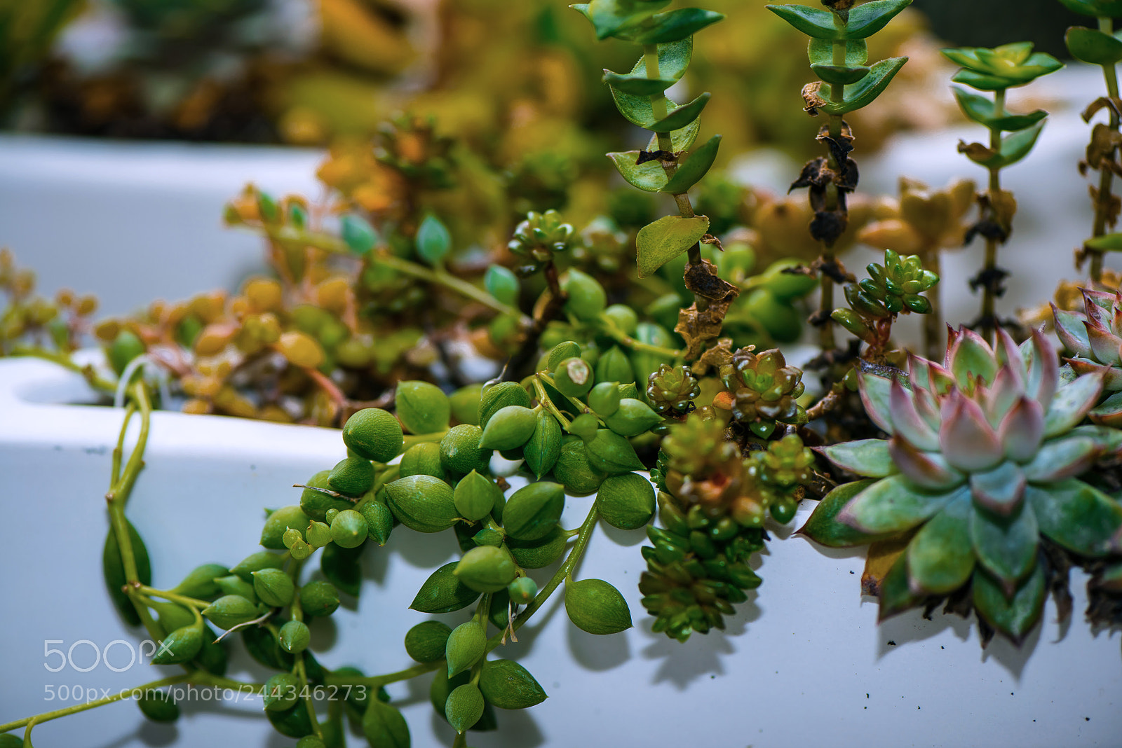 Nikon D800E sample photo. Succulent plants photography