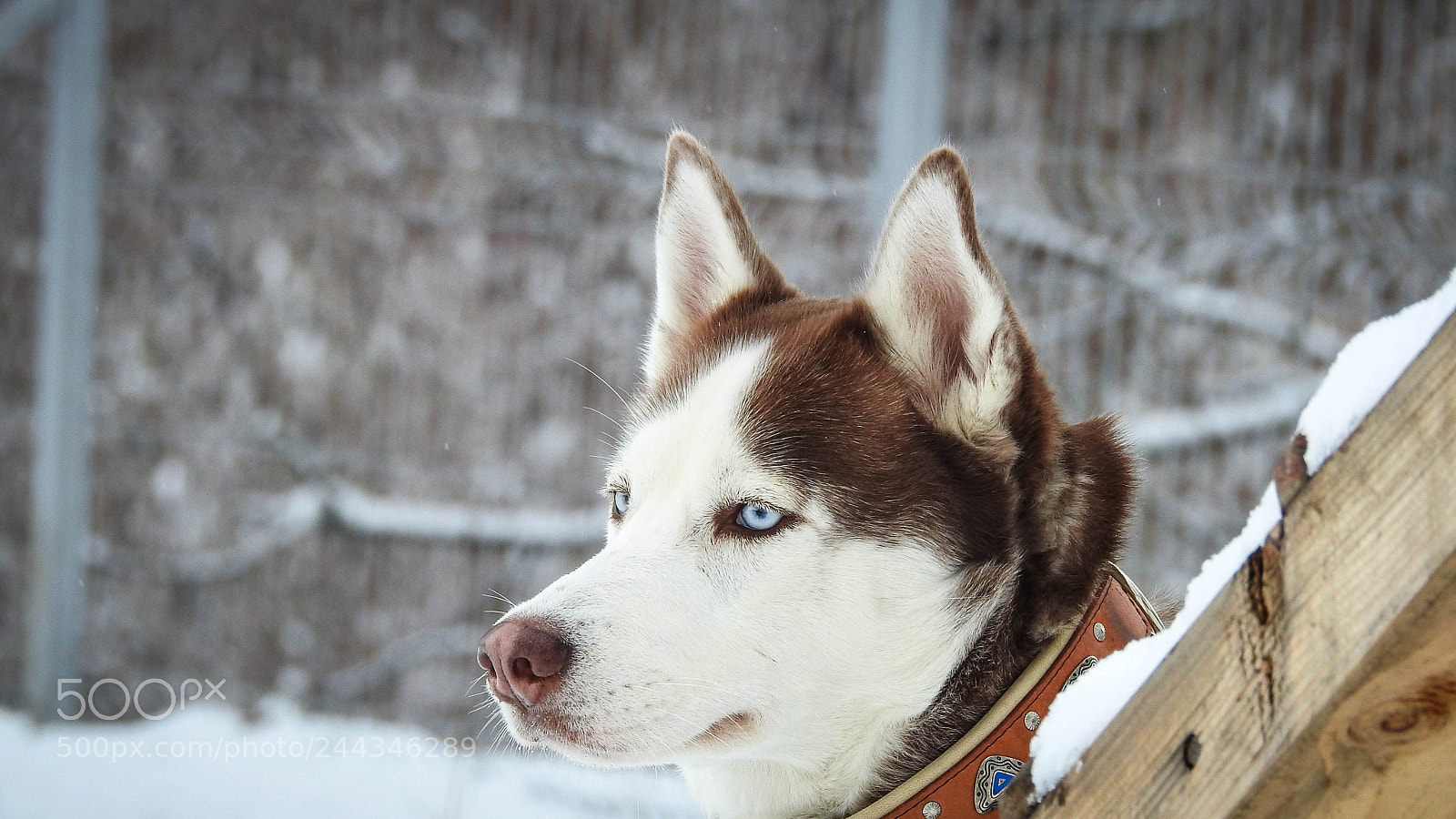 Nikon Coolpix P900 sample photo. Husky photography