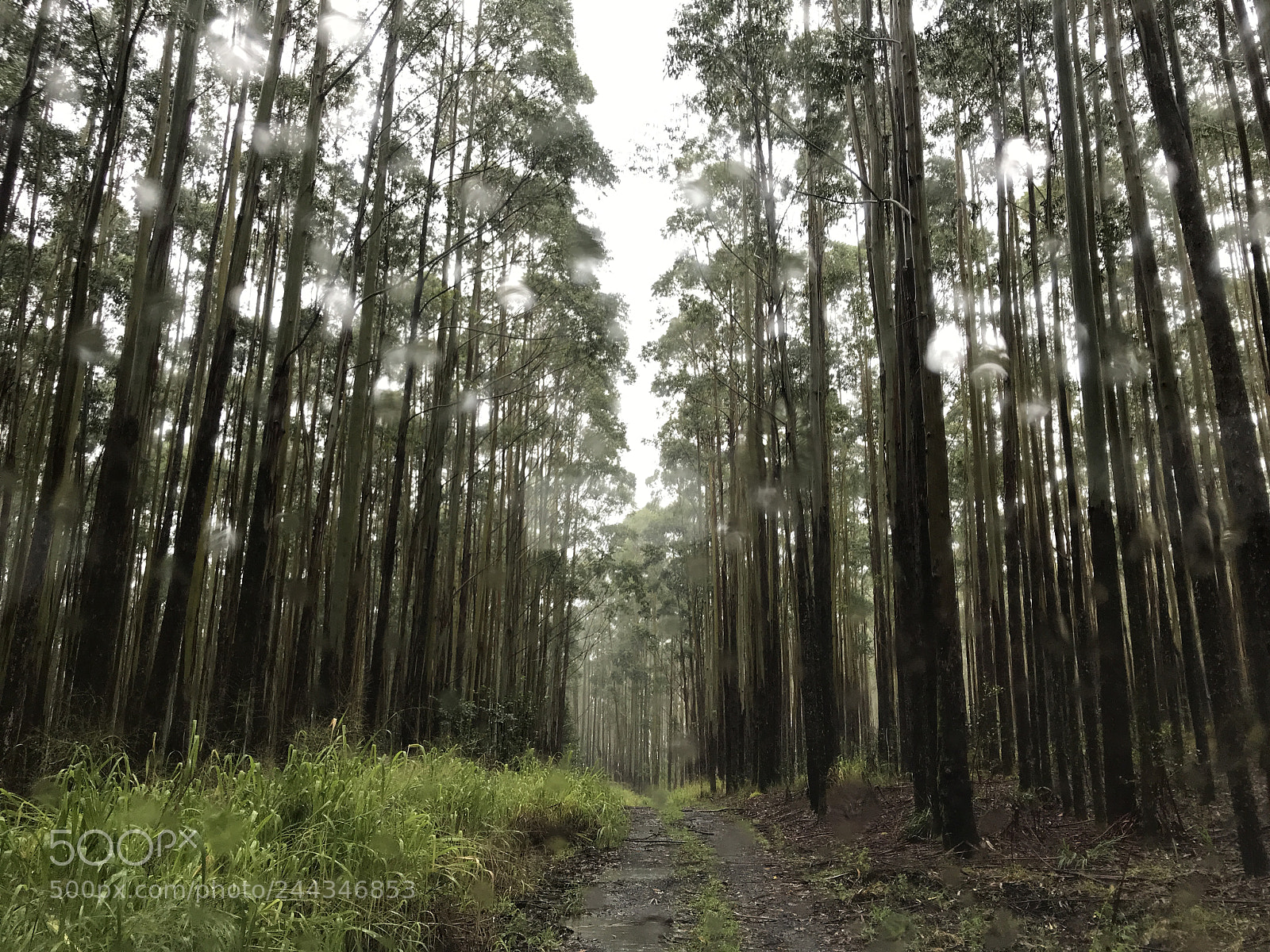 Apple iPhone 7 sample photo. Eucalyptus forest photography