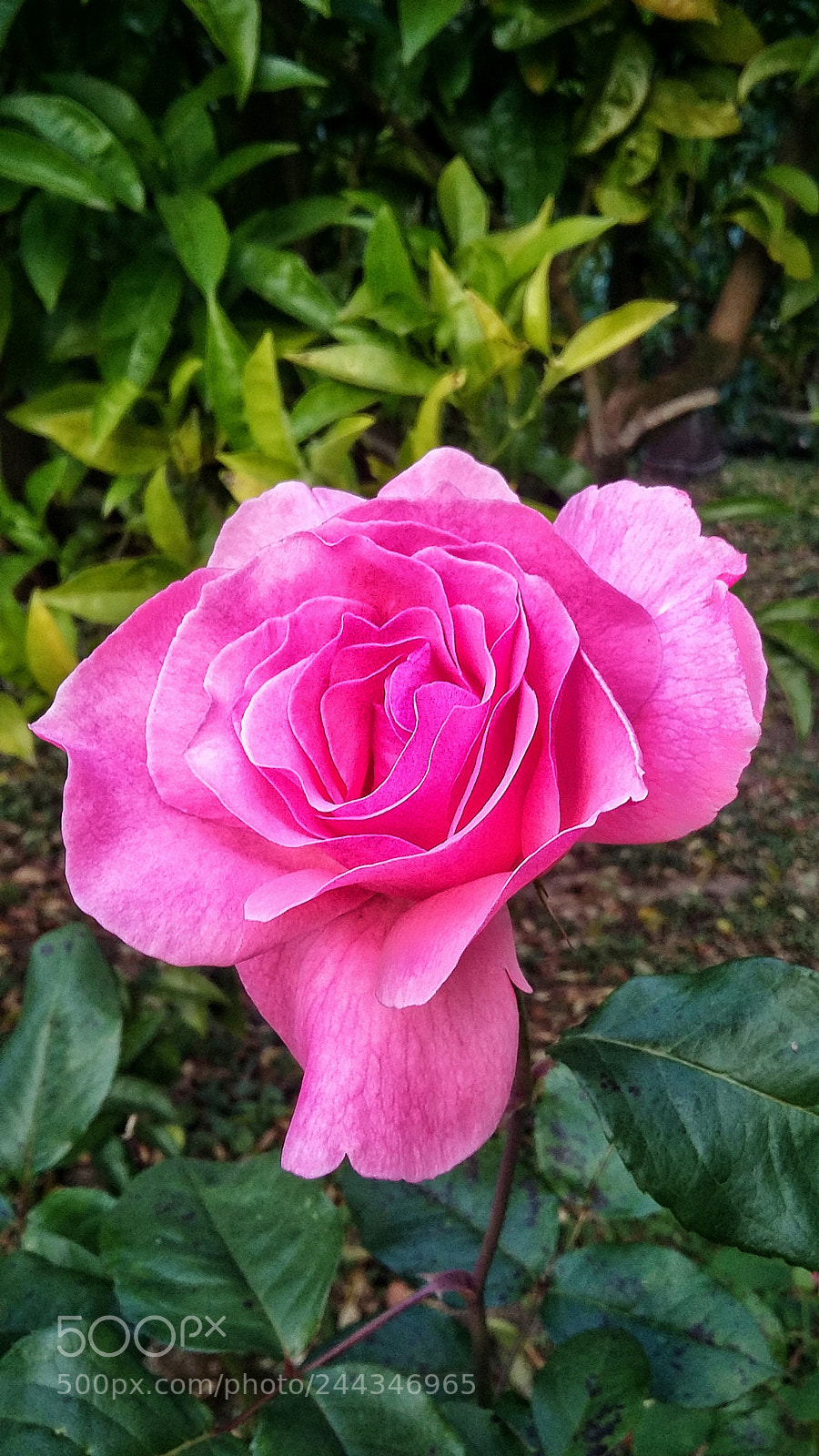 Samsung Galaxy Grand Prime sample photo. Rosa da photography
