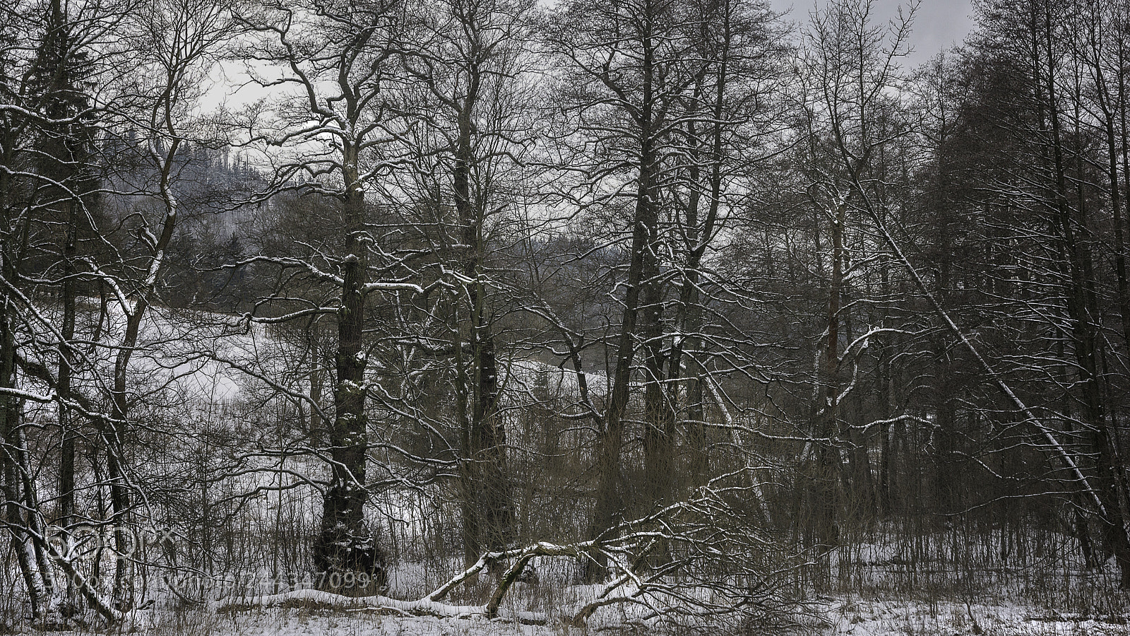 Nikon D7100 sample photo. Sad winter trees photography
