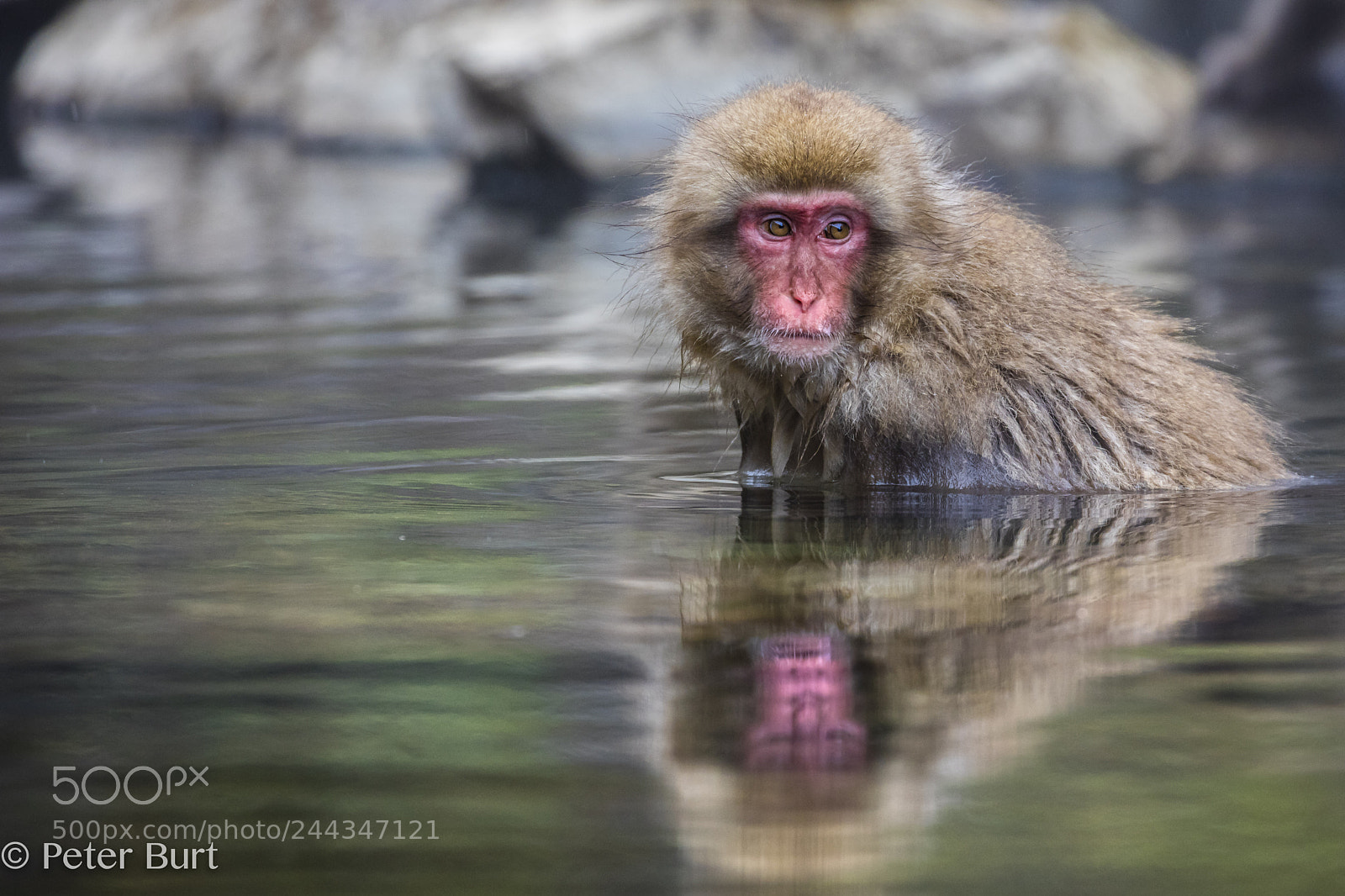 Canon EOS 5DS R sample photo. Snow monkey reflection photography