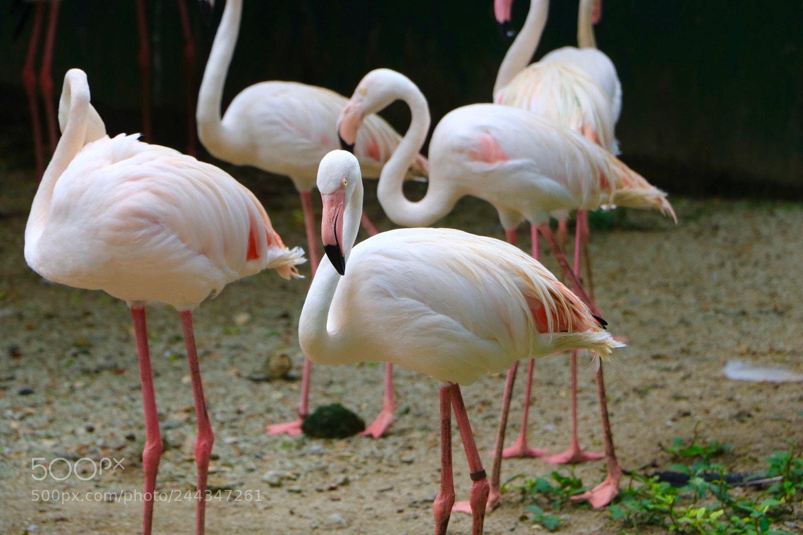 Canon EOS 760D (EOS Rebel T6s / EOS 8000D) sample photo. Flamingos photography