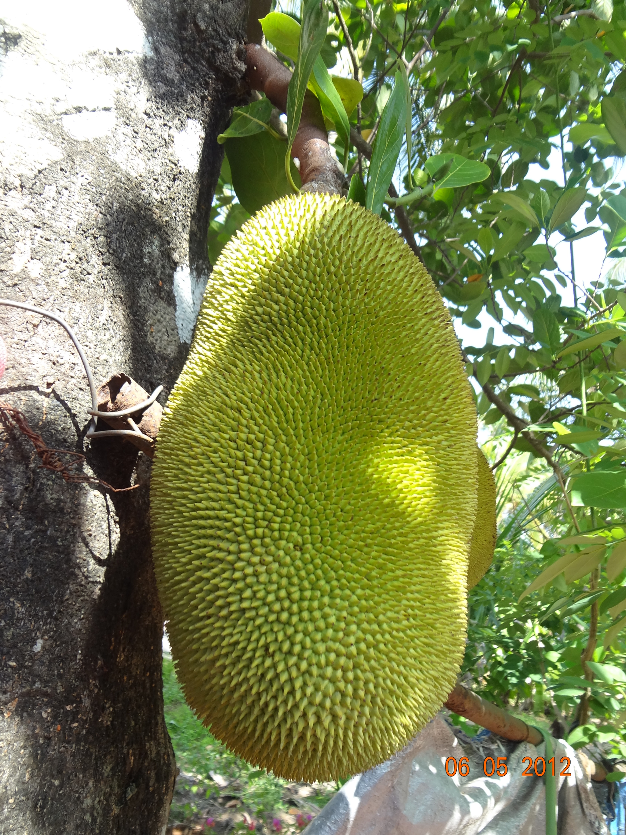 Sony DSC-WX7 sample photo. Jackfruit photography