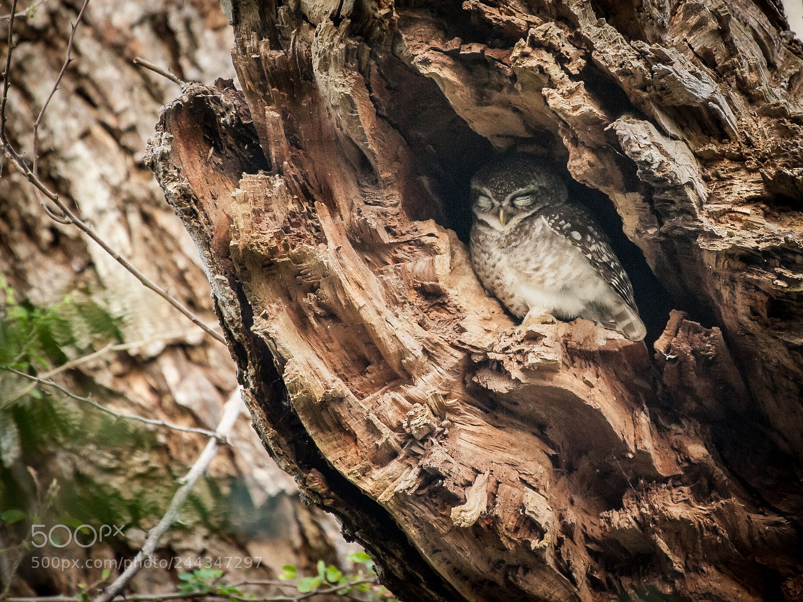Nikon D700 sample photo. Home tree photography