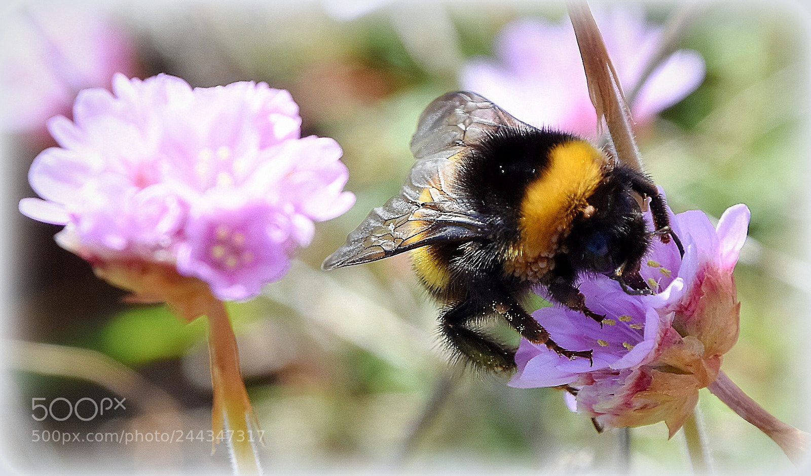 Nikon D7200 sample photo. "hummel" photography