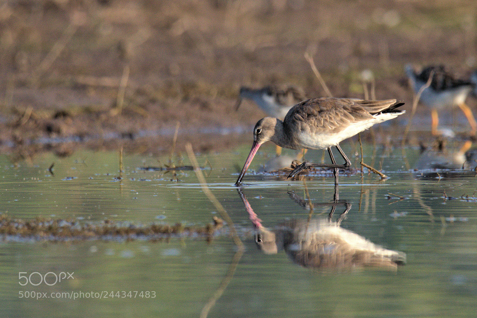 Nikon D5500 sample photo. Plover in pond photography