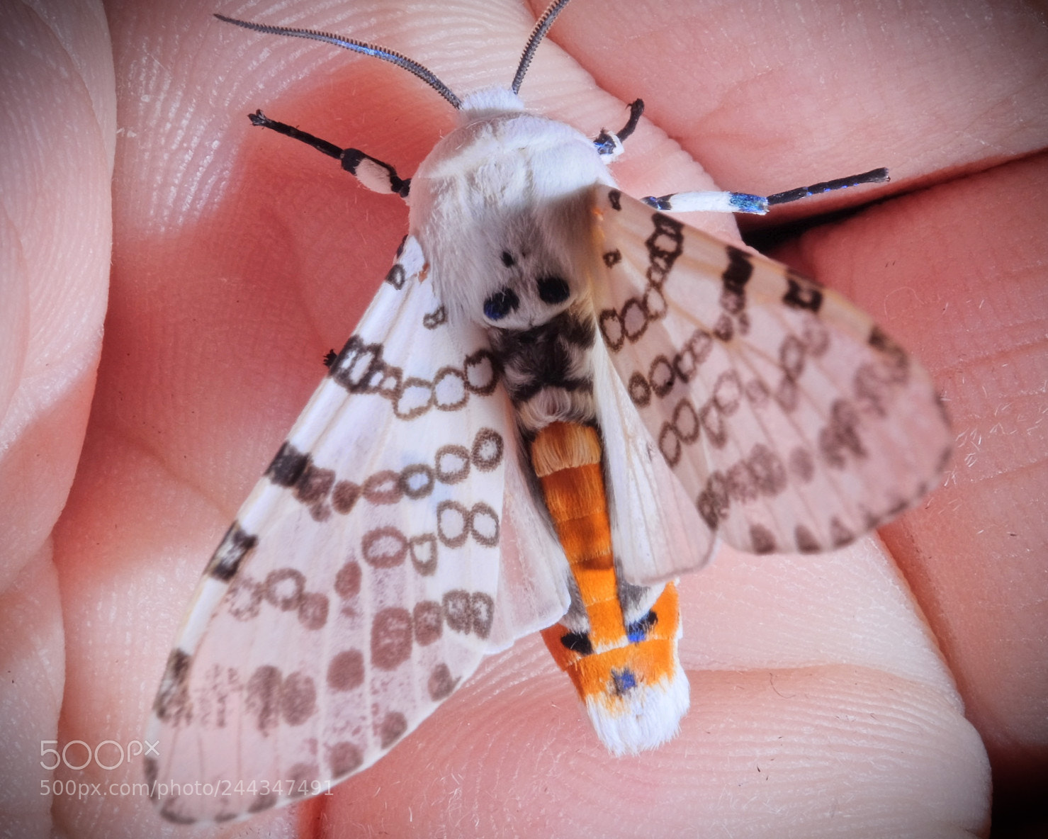 Fujifilm X-T1 sample photo. Night moth photography