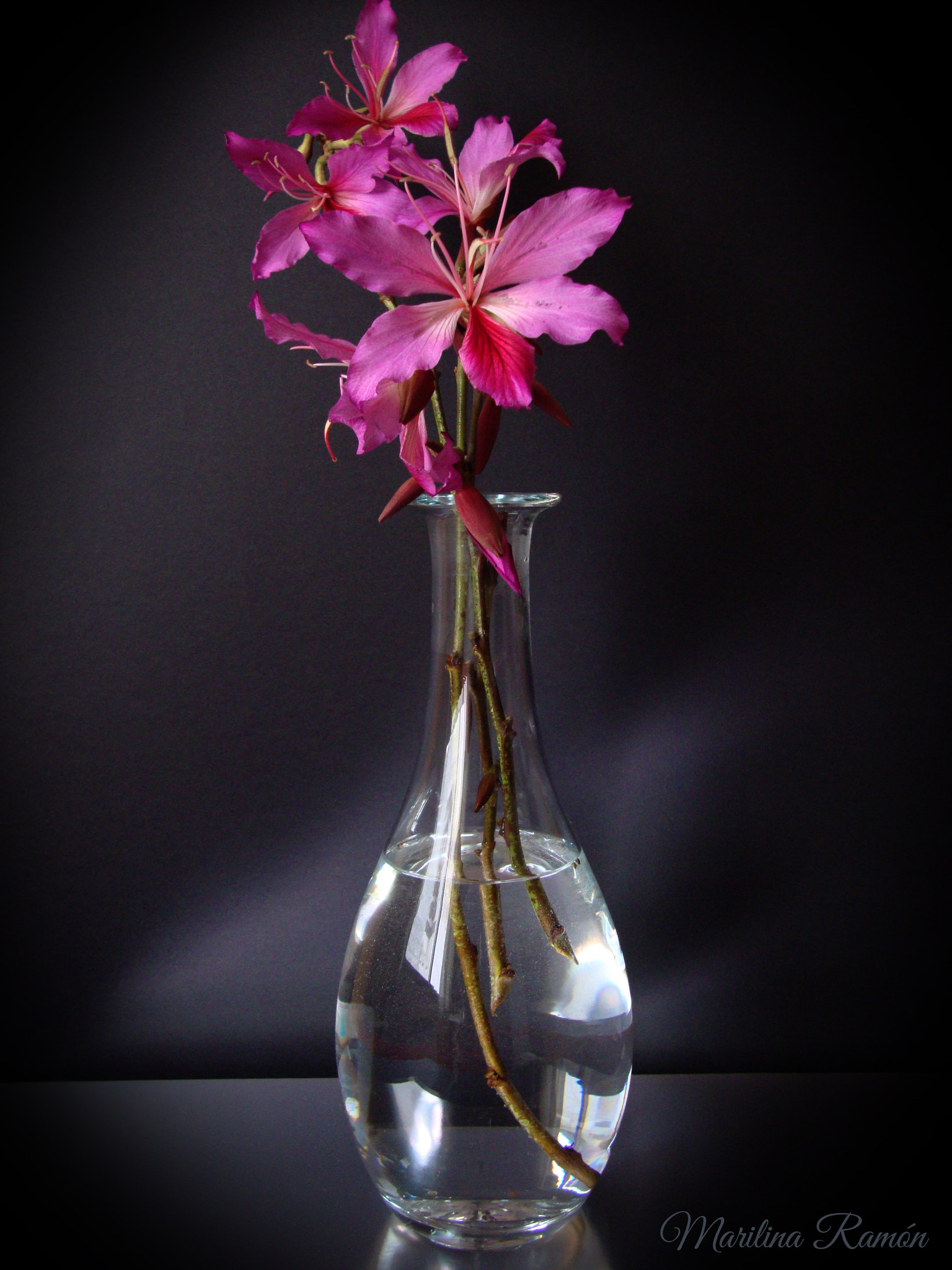 Sony DSC-W210 sample photo. Jarrón con orquídeas fucsia. photography