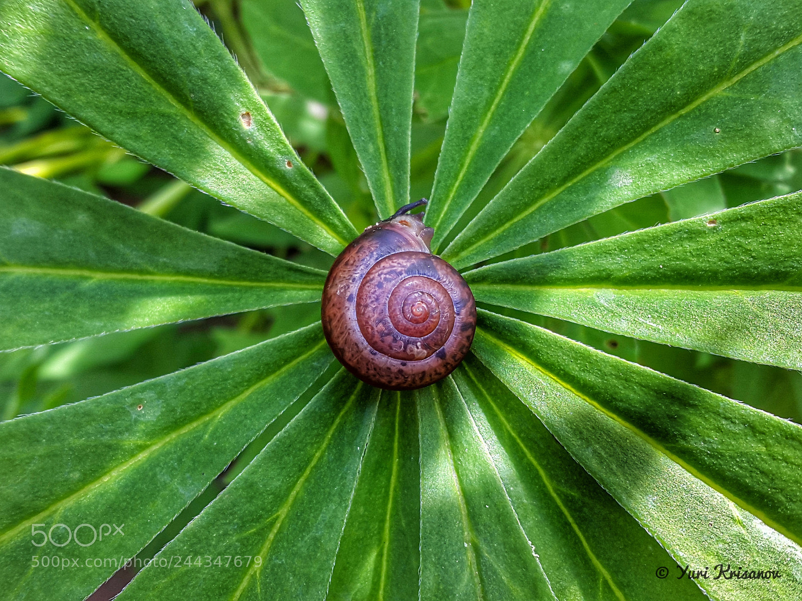 Samsung Galaxy Alpha sample photo. Garden snail on leaf photography