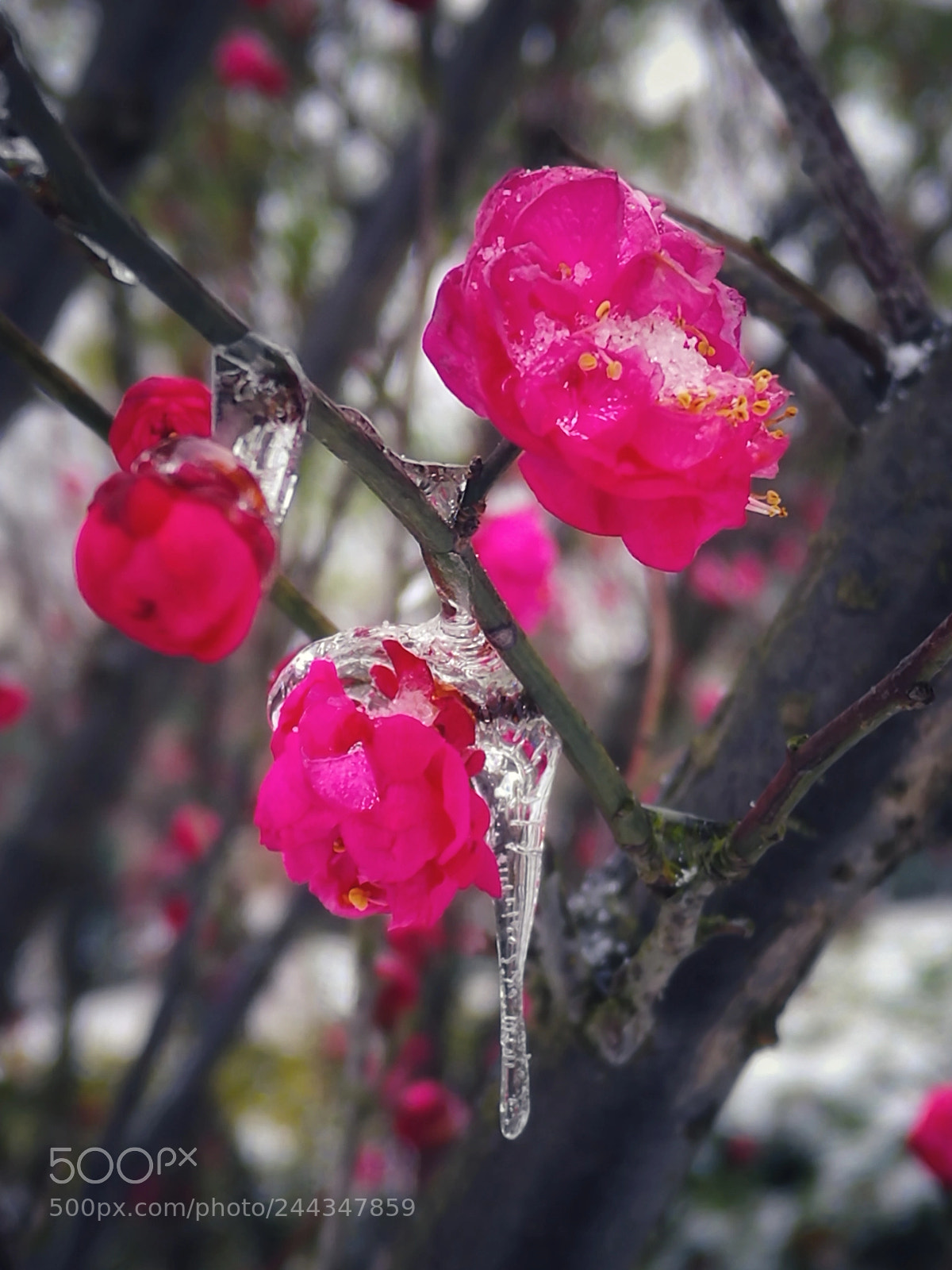 HUAWEI Mate 8 sample photo. 傲雪寒梅 photography