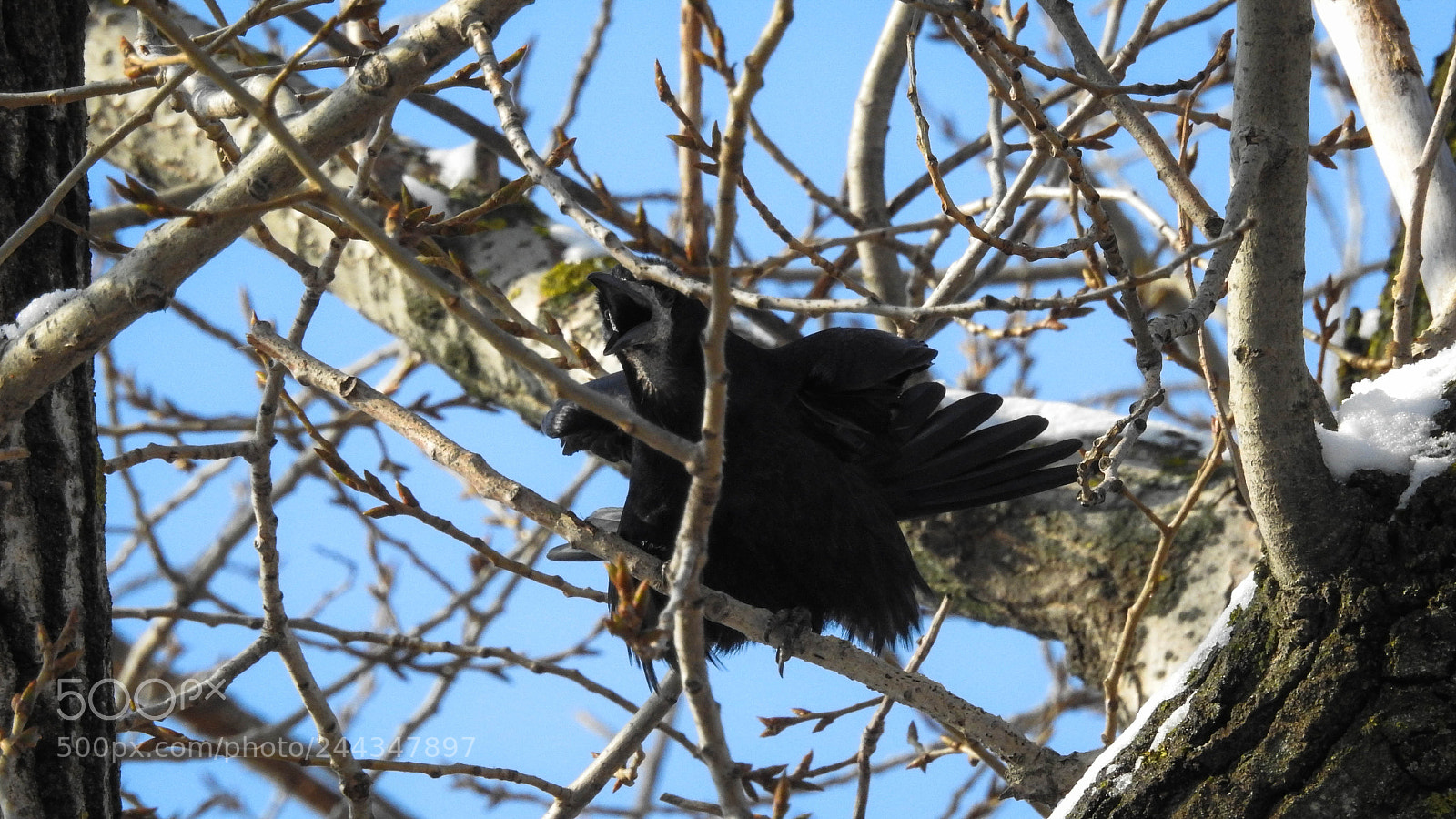 Nikon Coolpix P900 sample photo. Feisty crow photography