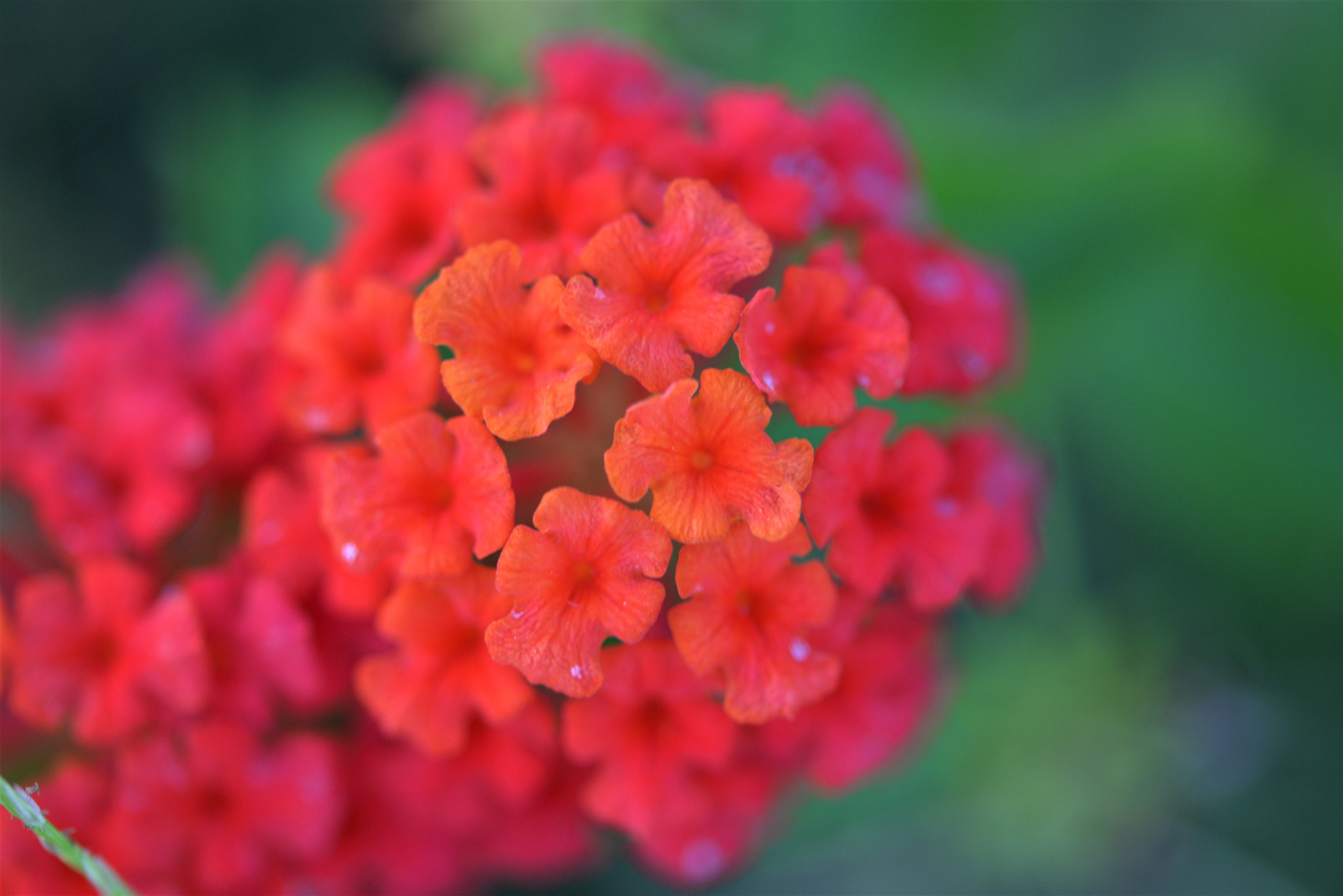 Sigma 105mm F2.8 EX DG OS HSM sample photo