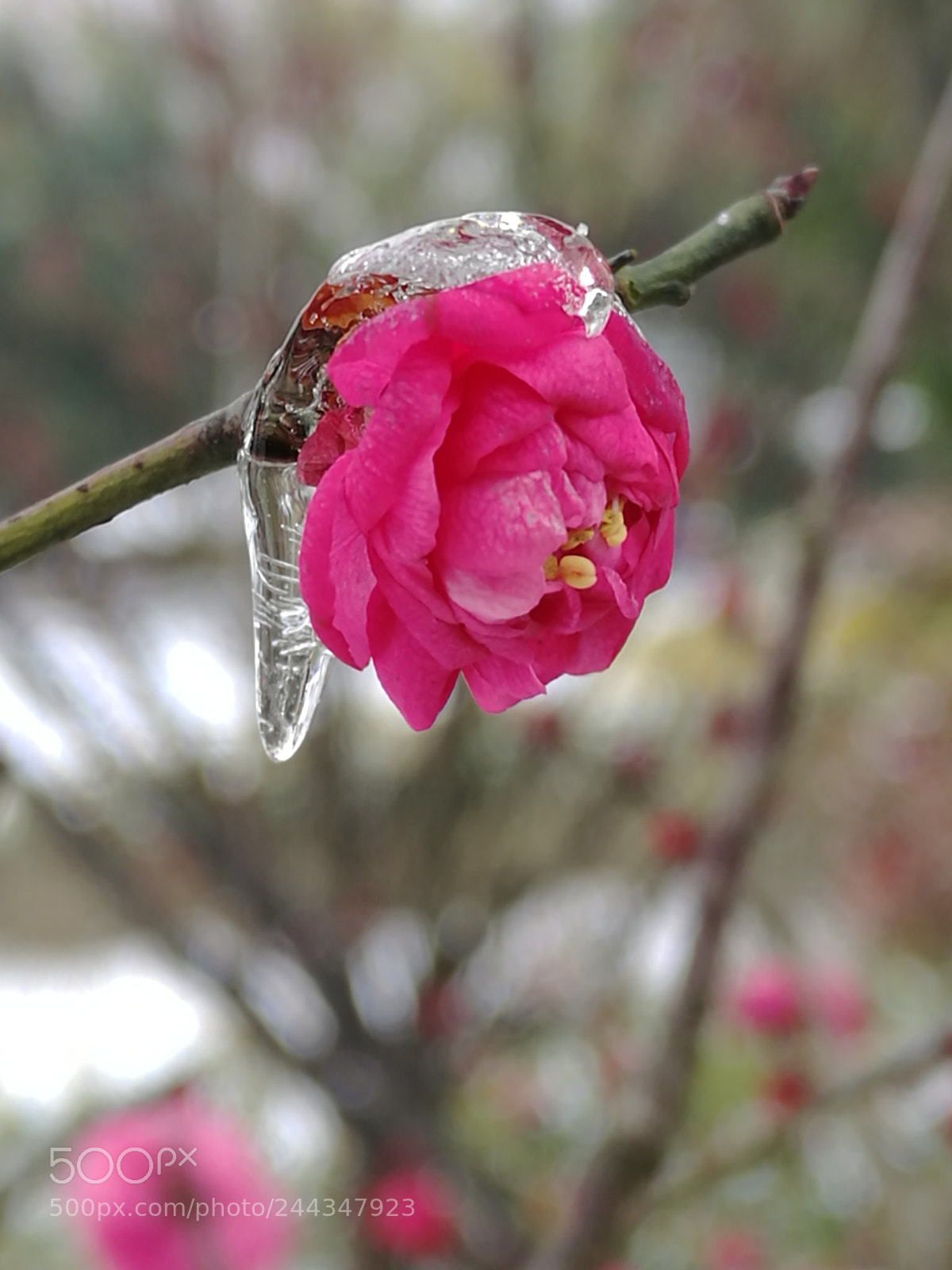 HUAWEI Mate 8 sample photo. 傲雪寒梅 photography