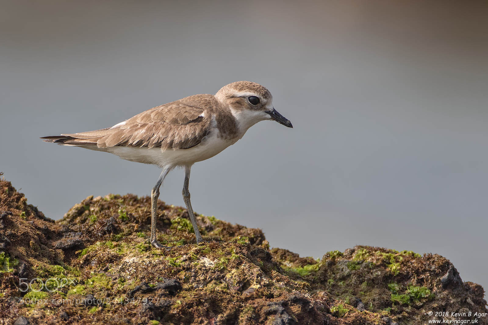 Canon EOS 7D Mark II sample photo. Greater sand plover, charadrius photography