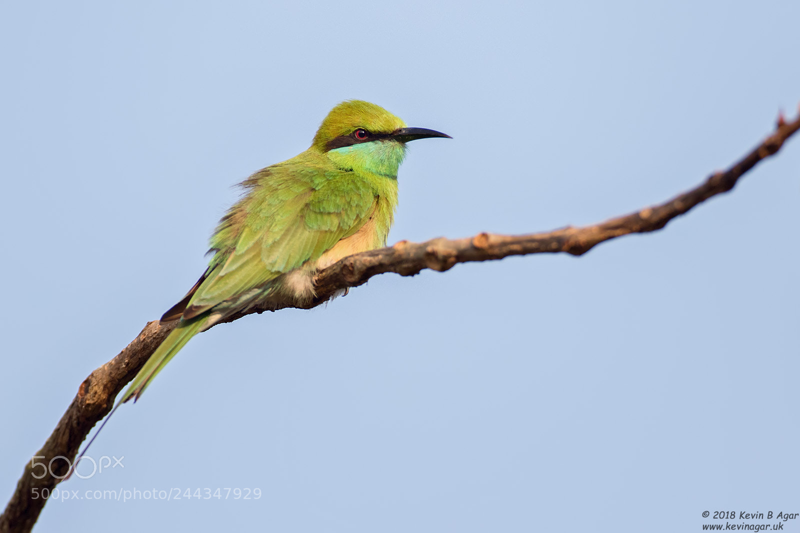 Canon EOS 7D Mark II sample photo. Little green bee-eater, merops photography
