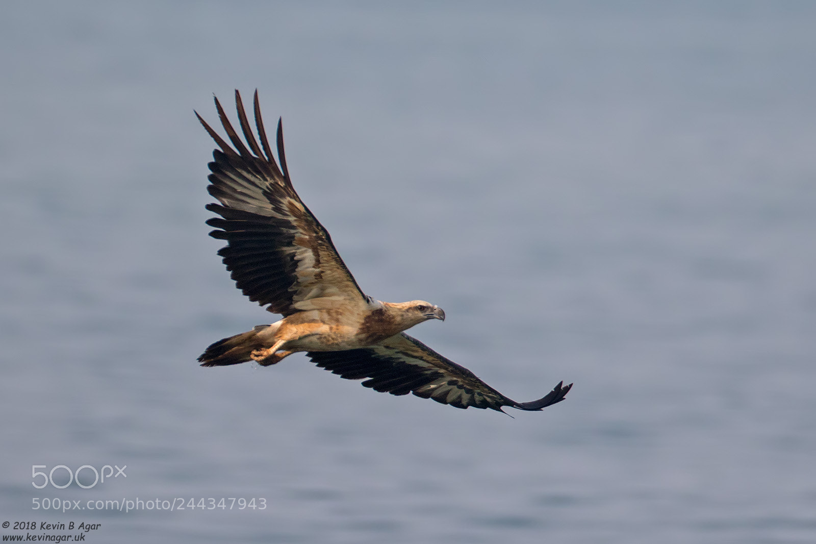 Canon EOS 7D Mark II sample photo. White-bellied sea-eagles, haliaeetus leucogaster photography