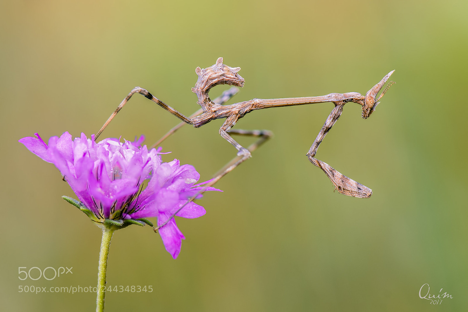 Nikon D7100 sample photo. Empusa pennata photography