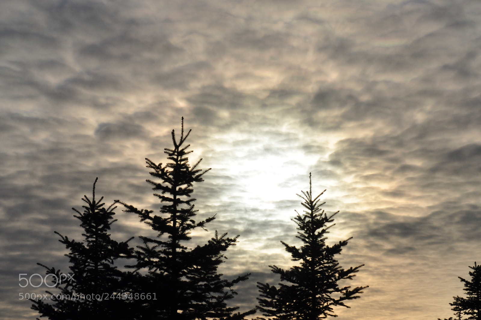 Nikon D5000 sample photo. Tree light photography