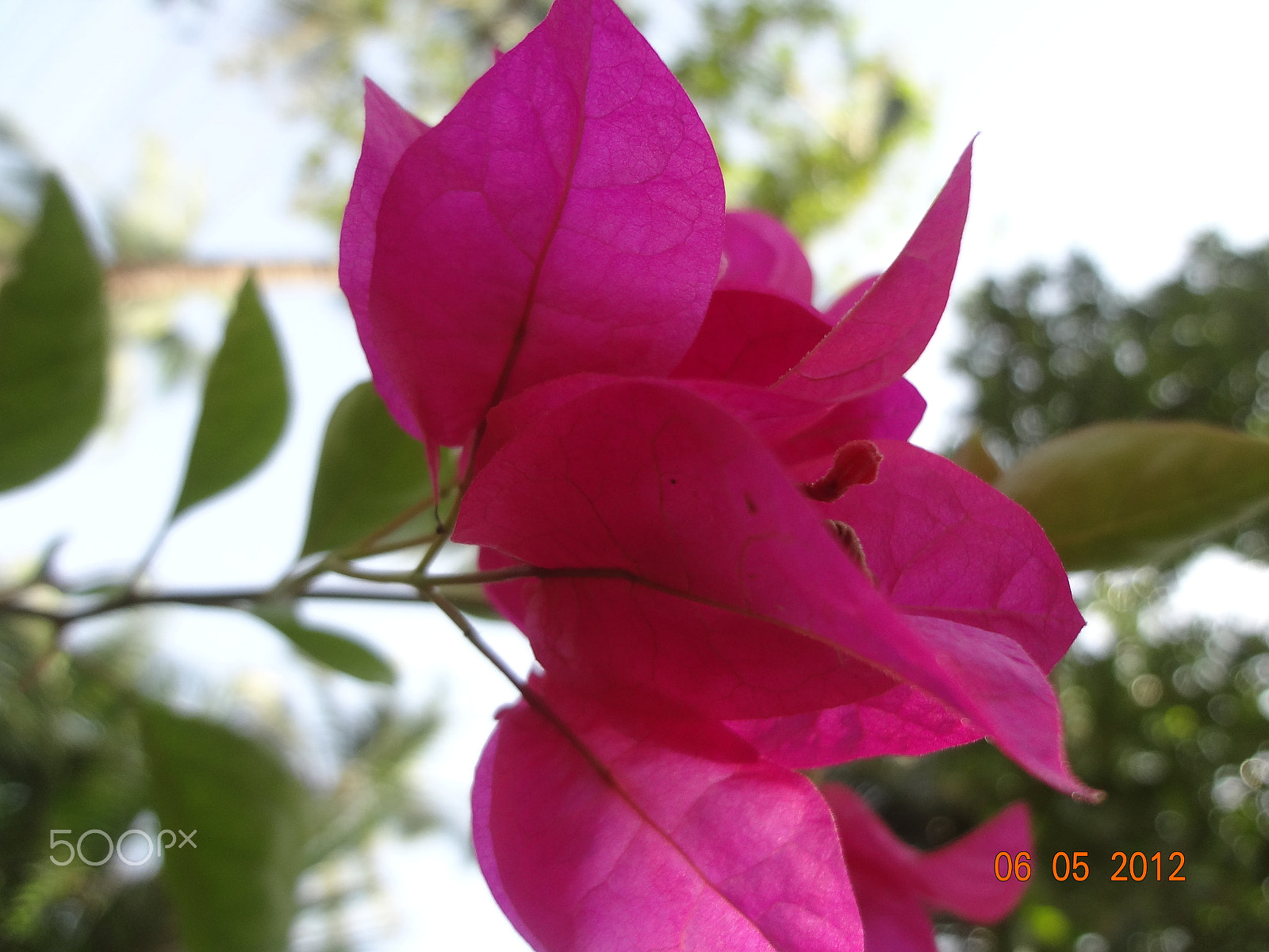 Sony DSC-WX7 sample photo. Flower photography