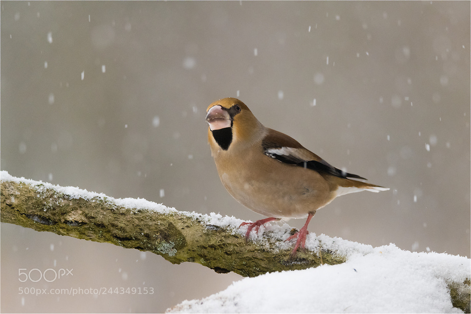 Nikon D850 sample photo. 1-day winter photography