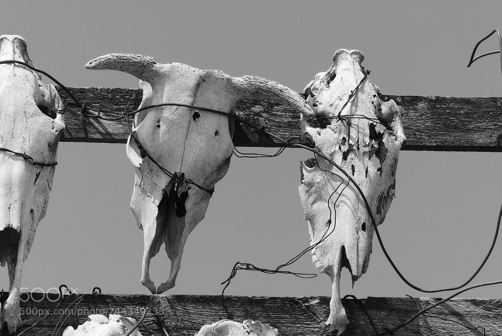 Panasonic Lumix DMC-FZ200 sample photo. Barbed wire bound photography