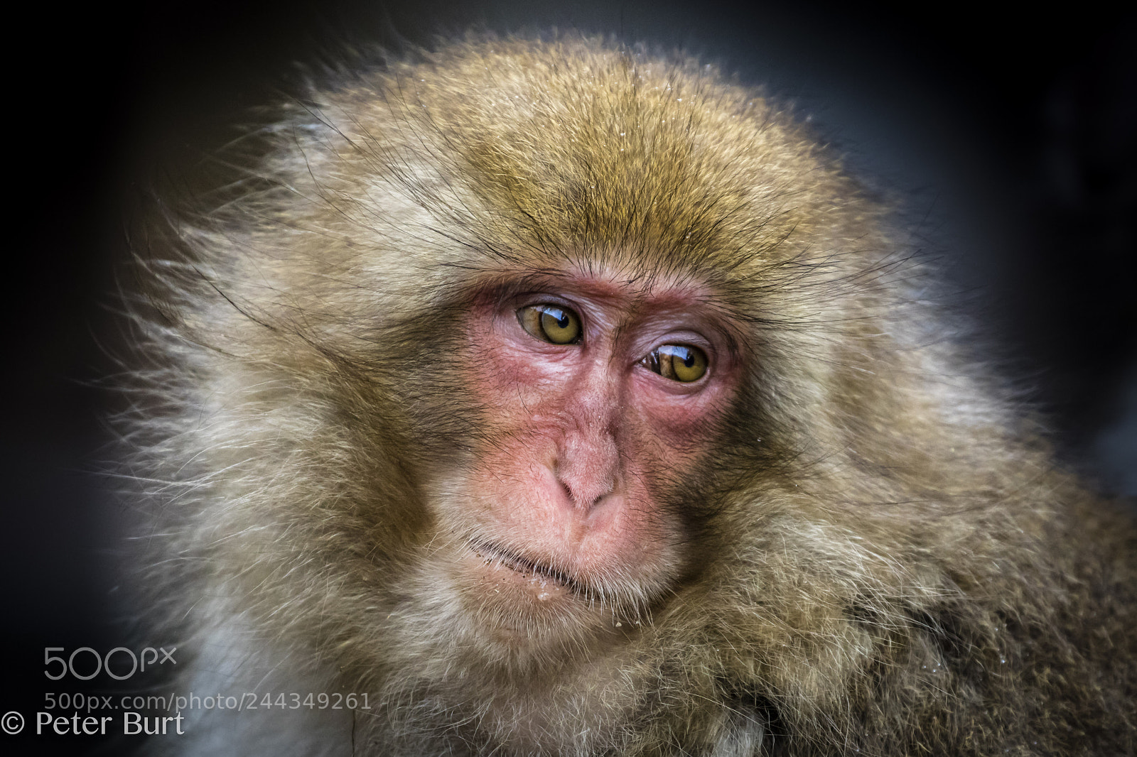 Canon EOS 5DS R sample photo. Snow monkey portrait photography