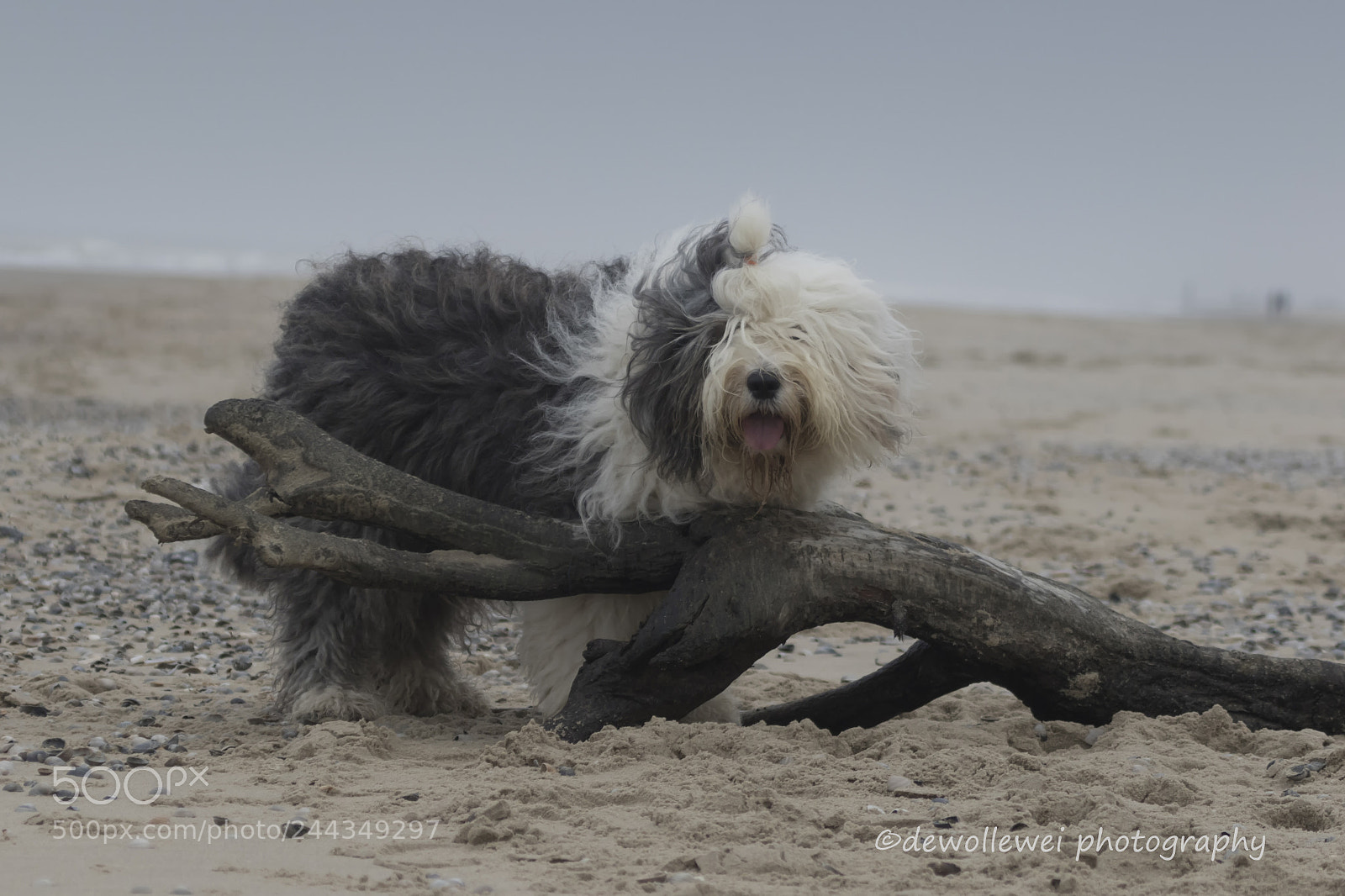 Canon EOS 7D Mark II sample photo. Scarlett at the beach photography