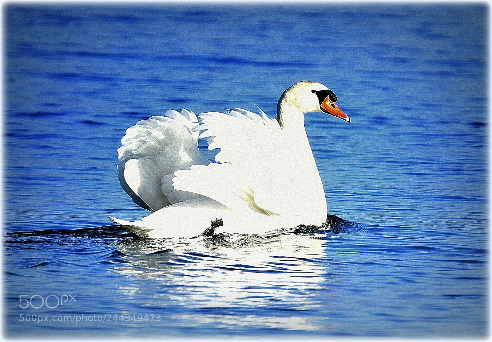 Nikon D810 sample photo. "proud" photography