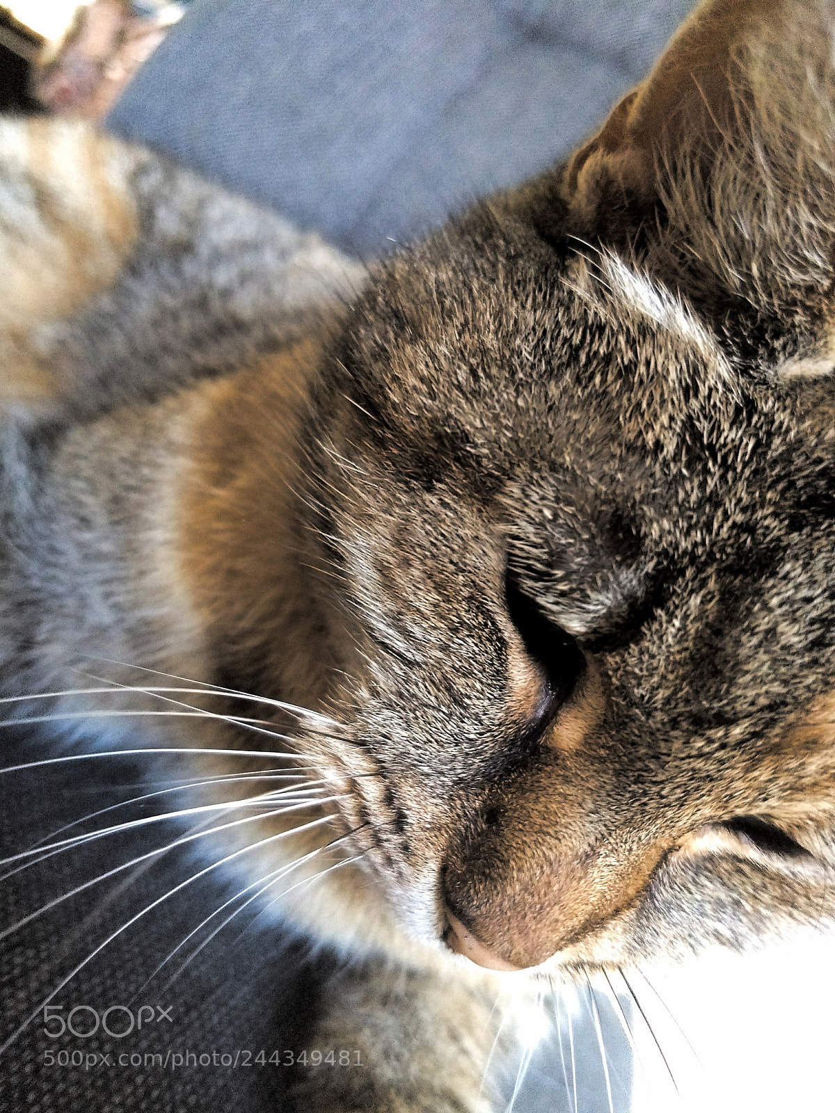 Motorola Moto G (5) Plus sample photo. Cat photography