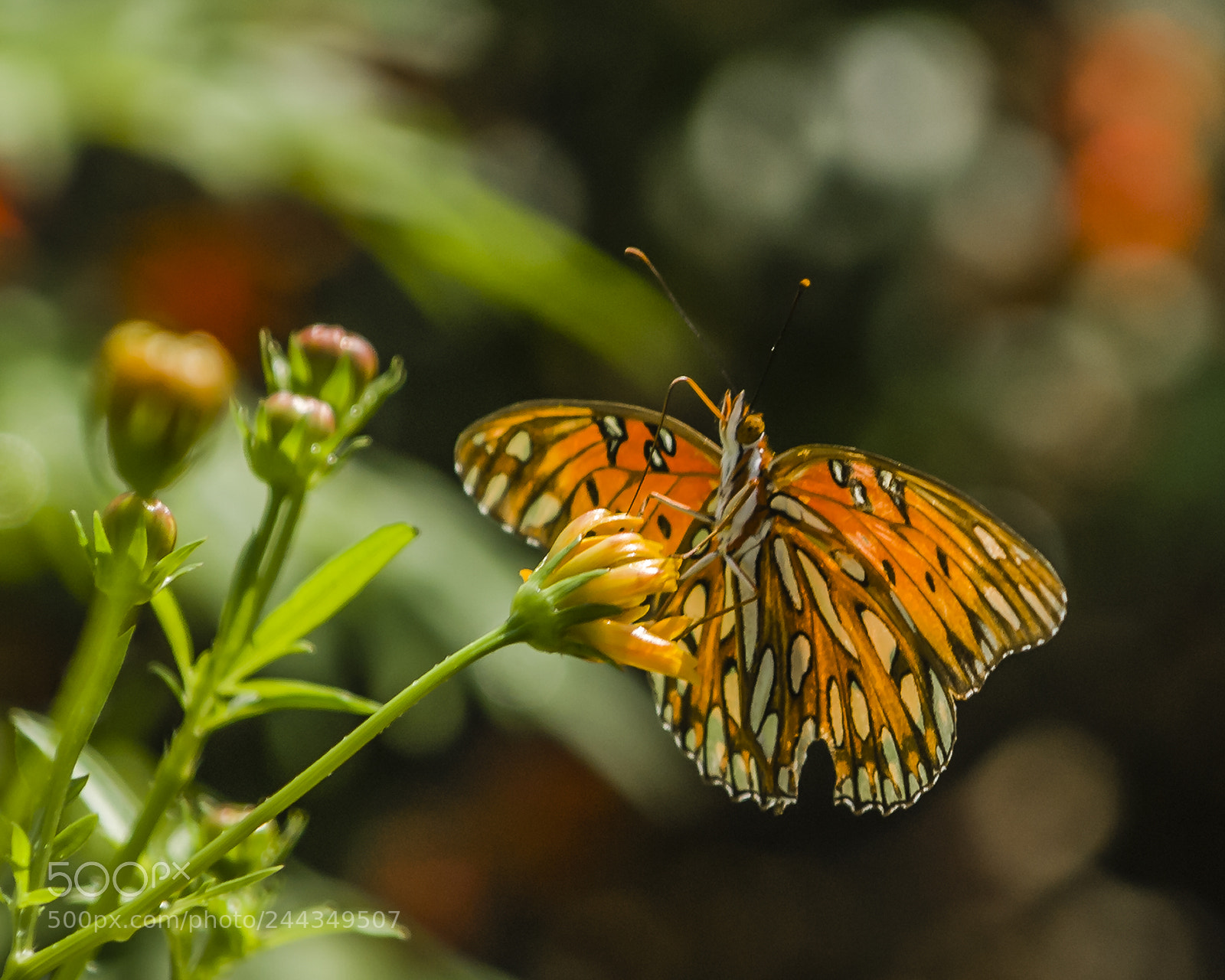 Nikon D200 sample photo. Fabuous fritillary photography