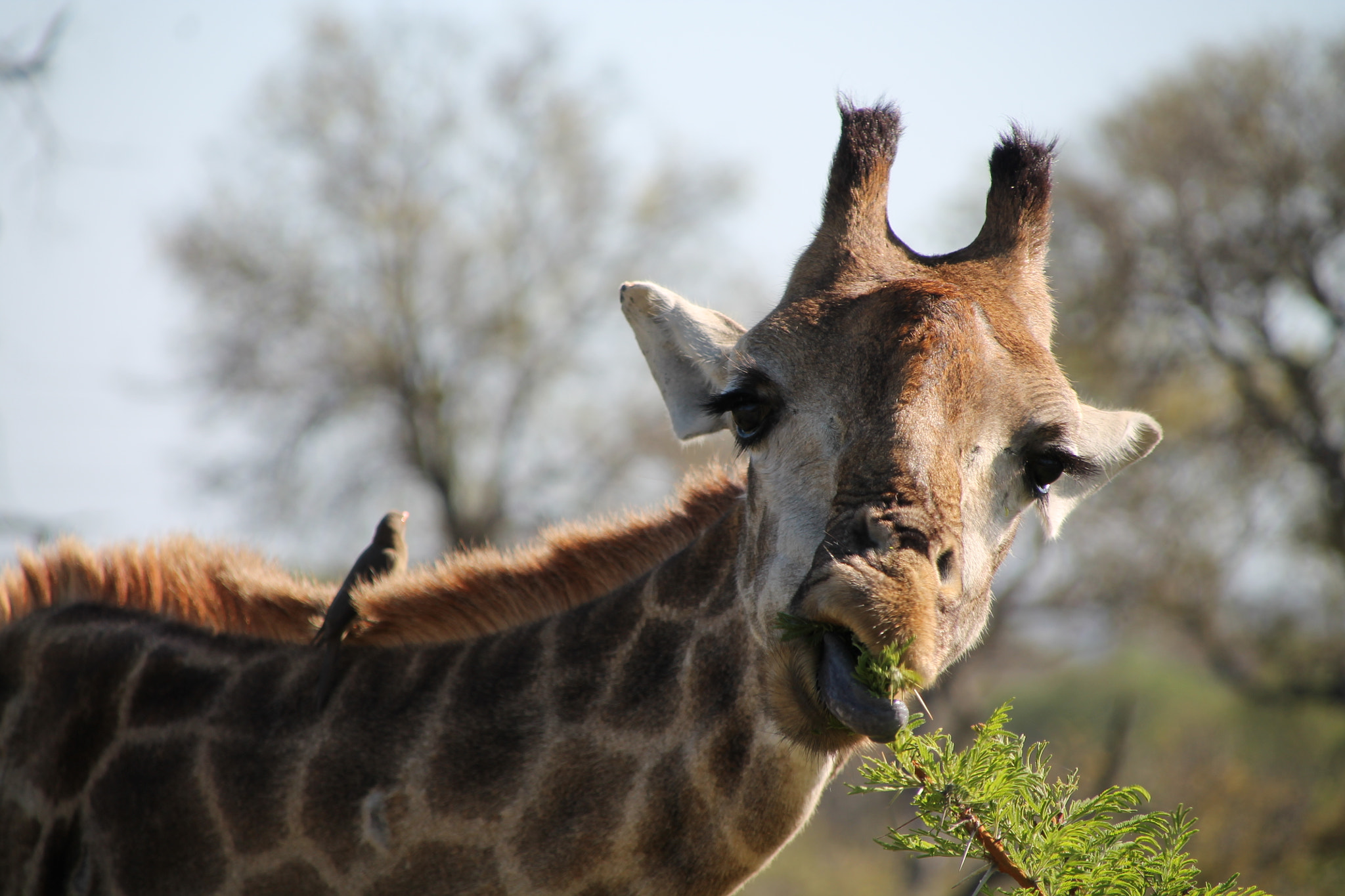 Canon EOS 1100D (EOS Rebel T3 / EOS Kiss X50) + Canon TS-E 90mm F2.8 Tilt-Shift sample photo. #memories #honeymoon #sudafrica photography