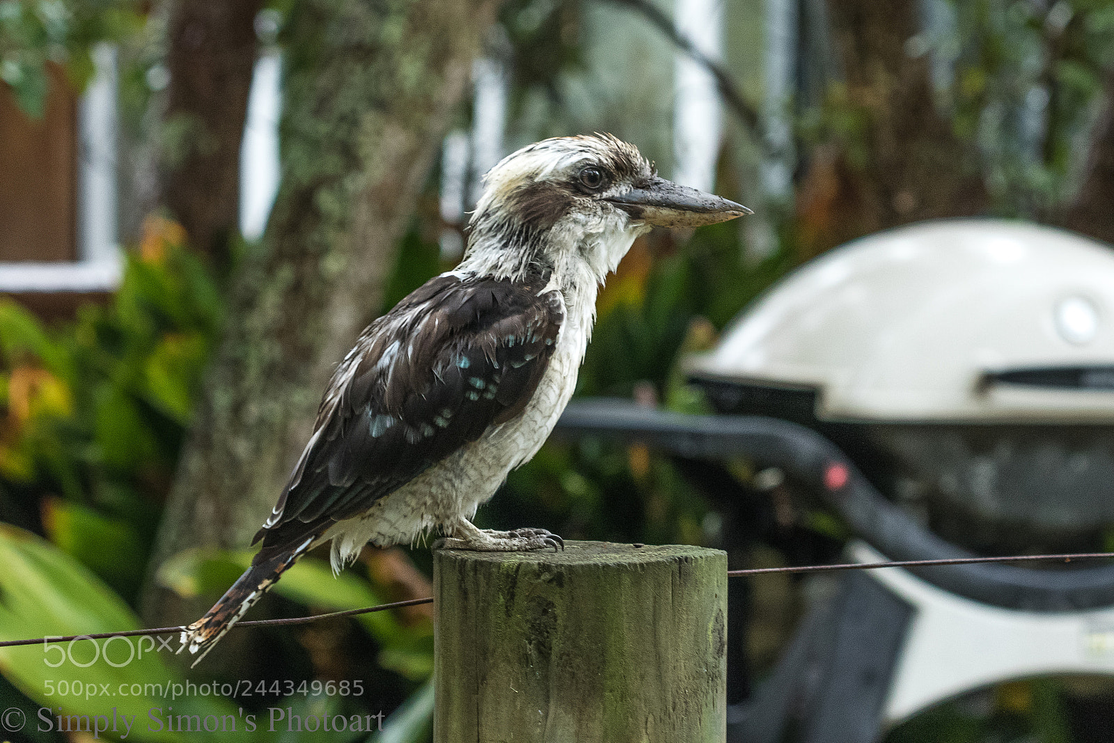 Canon EOS 7D Mark II sample photo. Australian summer photography