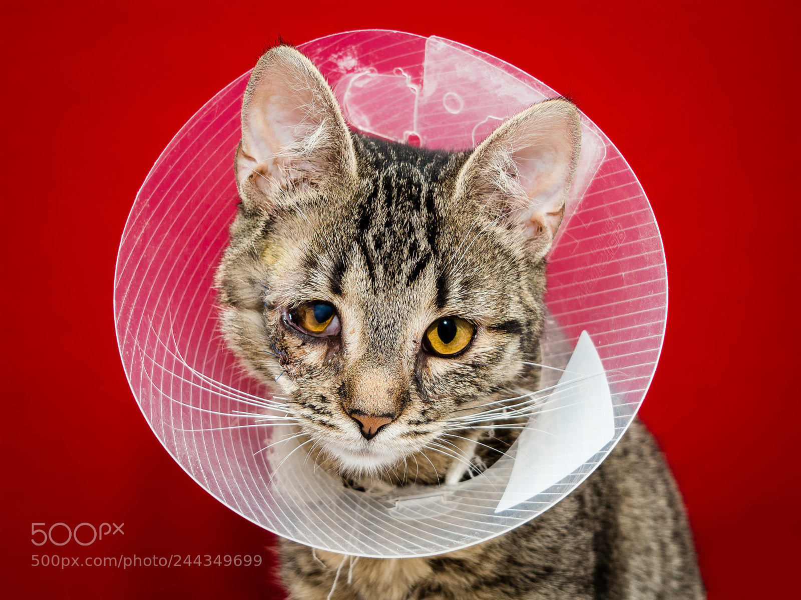 Olympus OM-D E-M10 II sample photo. Poor kitten after eye photography