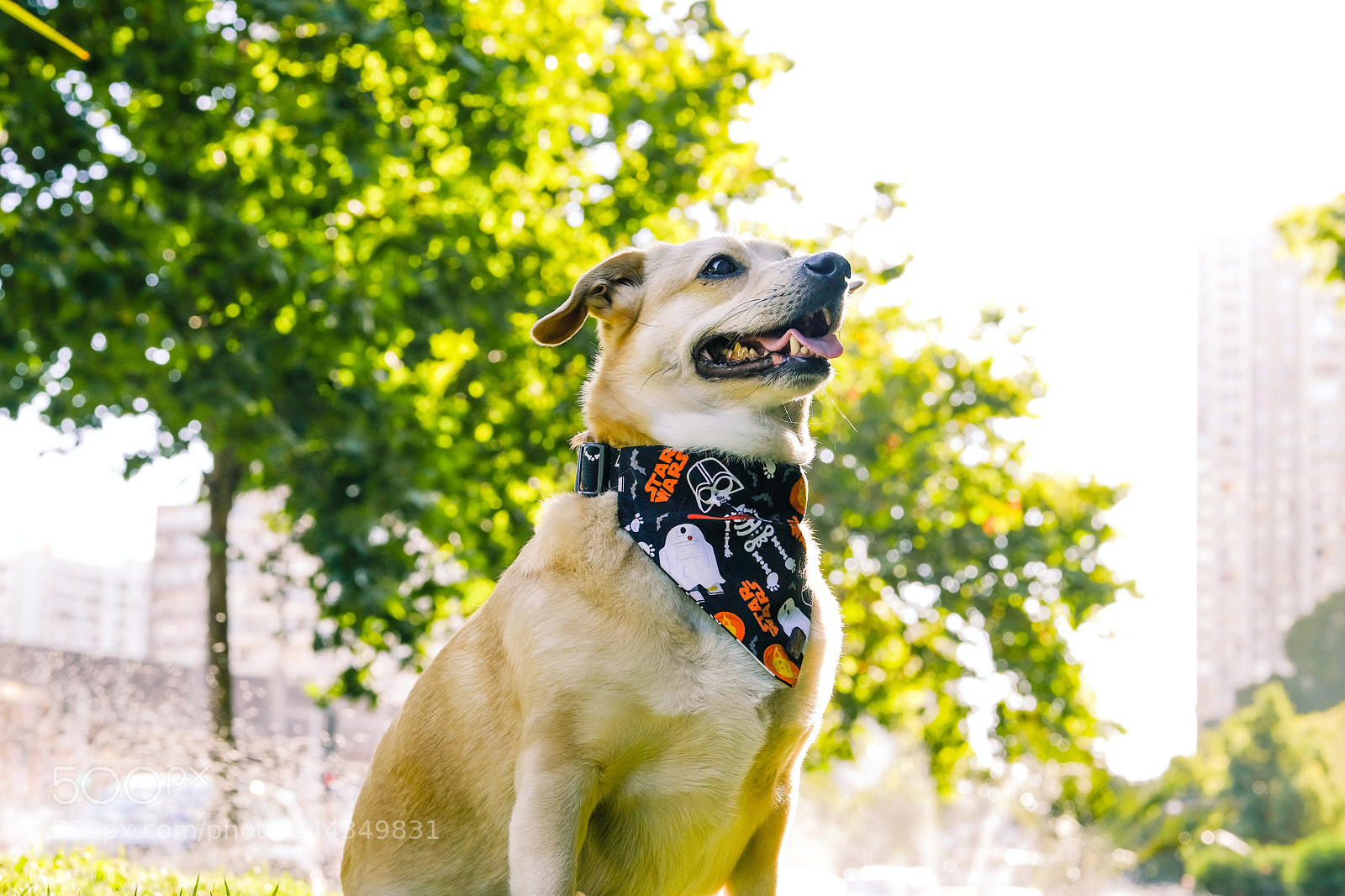 Fujifilm X-T2 sample photo. Pino photography