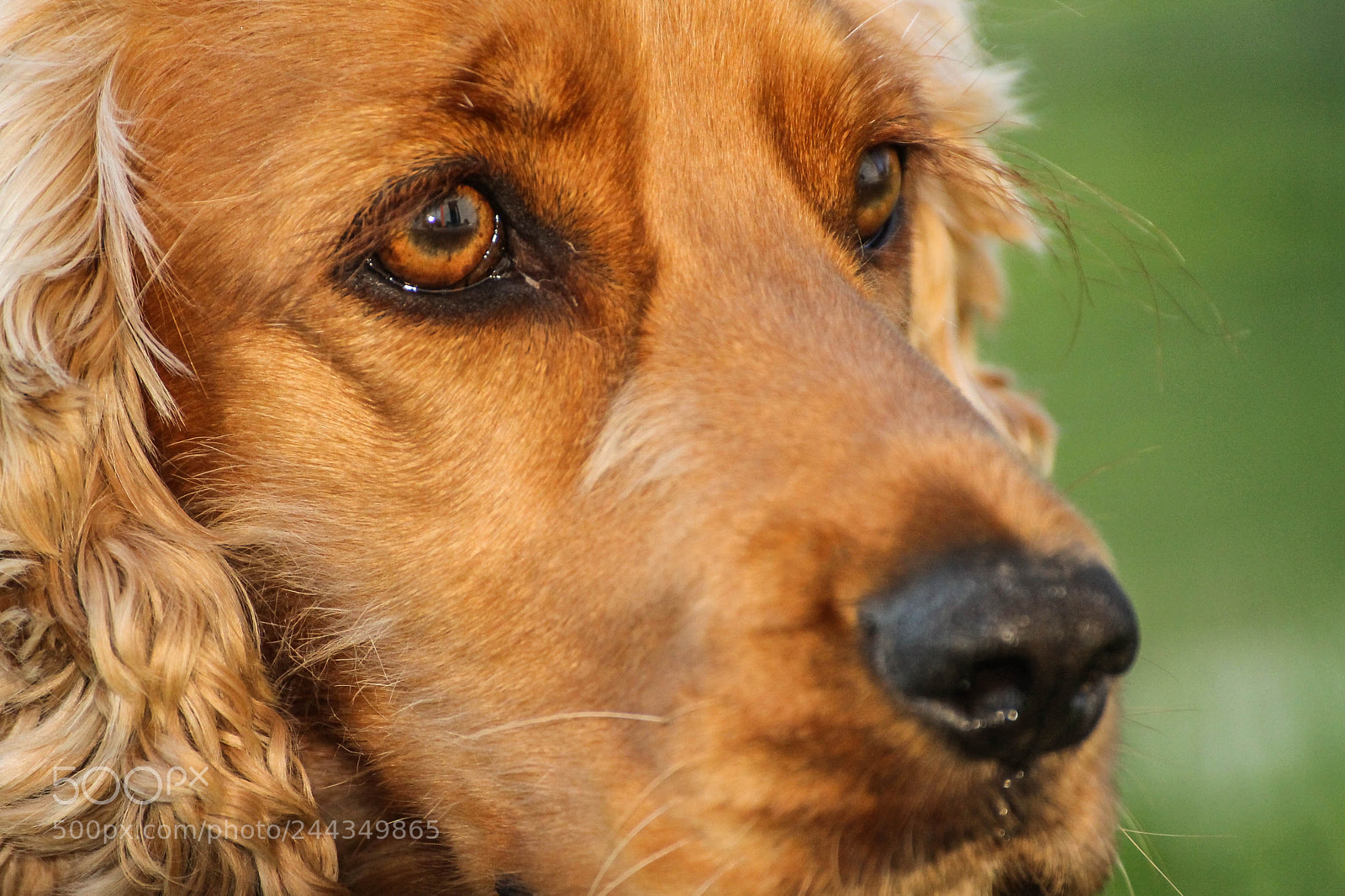 Canon EOS 1100D (EOS Rebel T3 / EOS Kiss X50) sample photo. Gaze photography