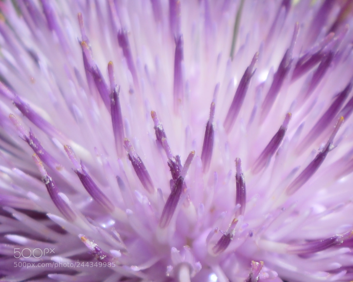 Nikon D3200 sample photo. Purple photography