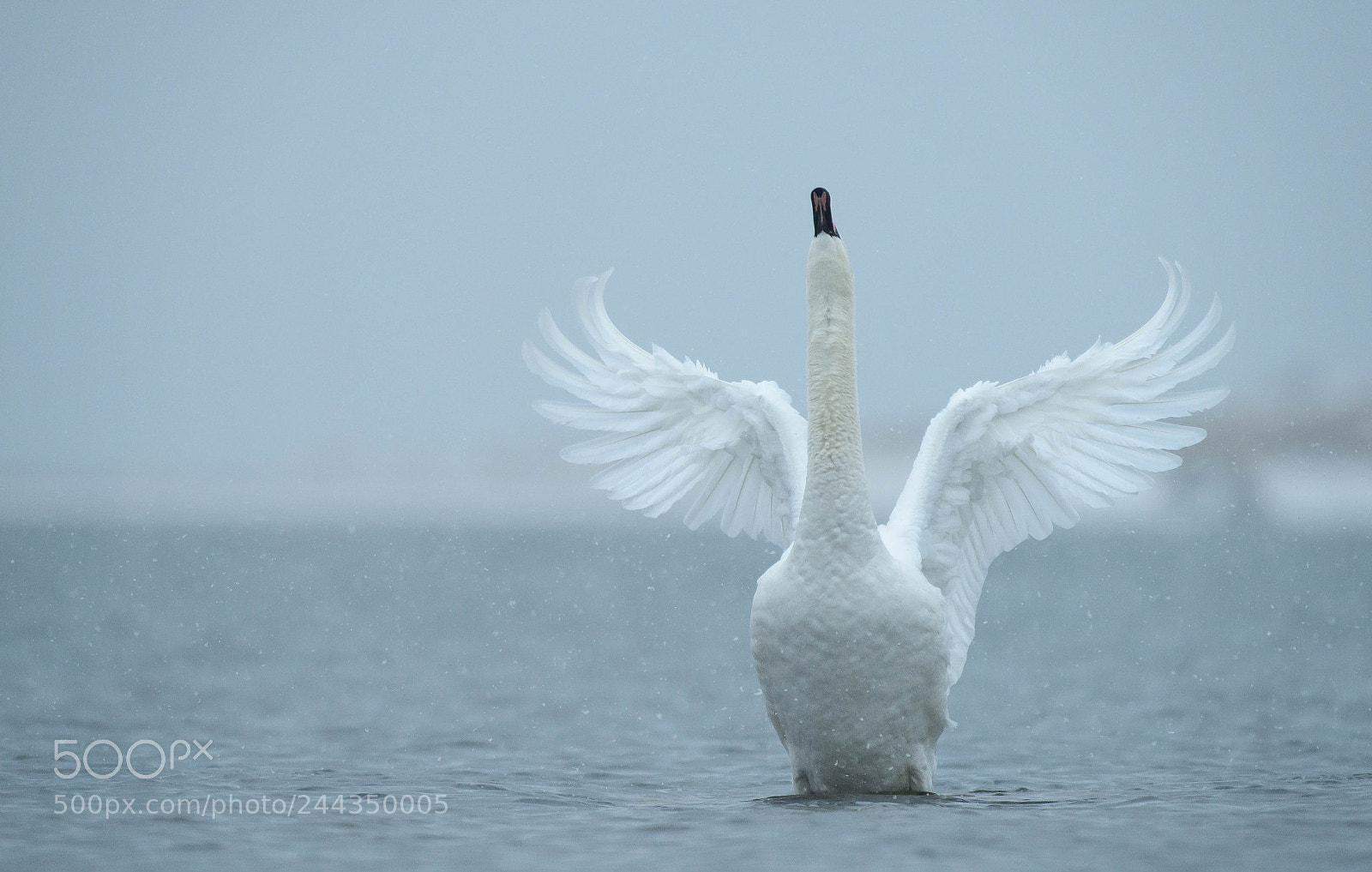Nikon D5 sample photo. Stretching photography