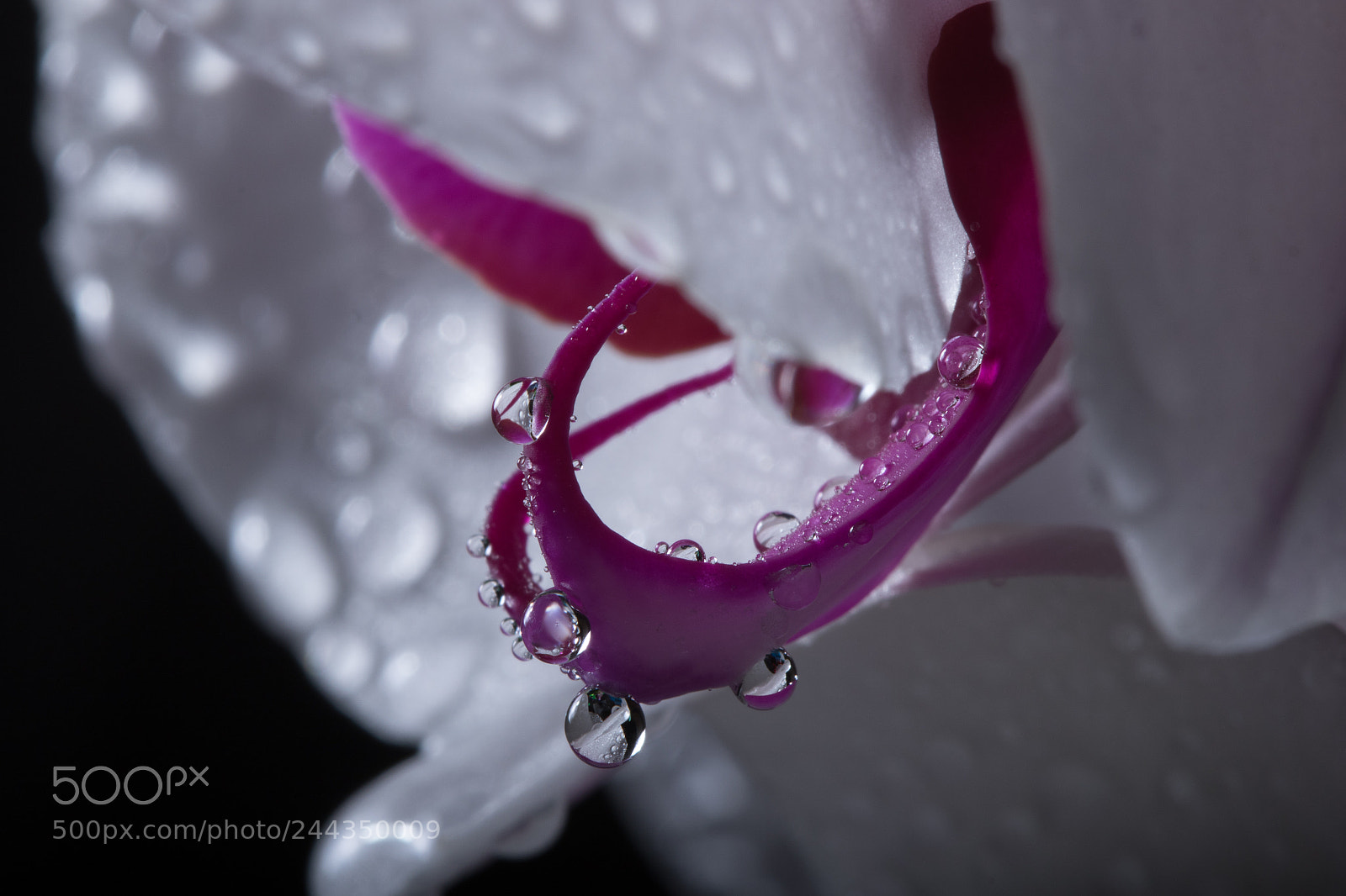 Canon EOS 7D Mark II sample photo. Orchid waterdrop photography