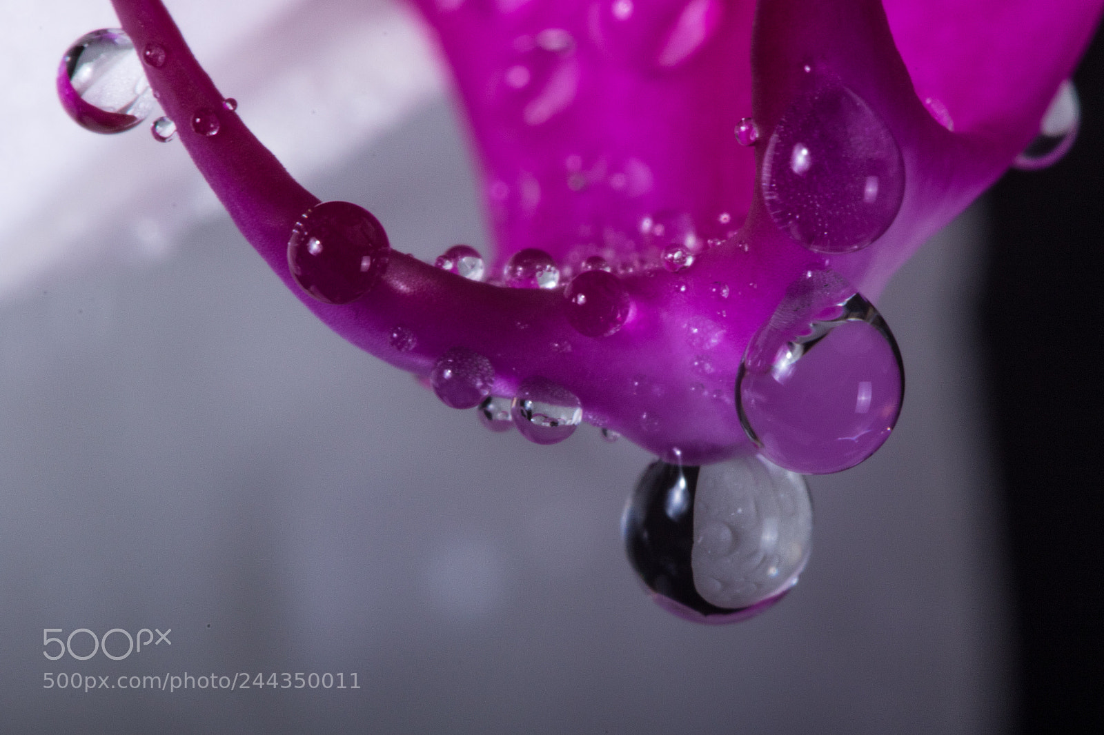 Canon EOS 7D Mark II sample photo. Orchid waterdrop photography