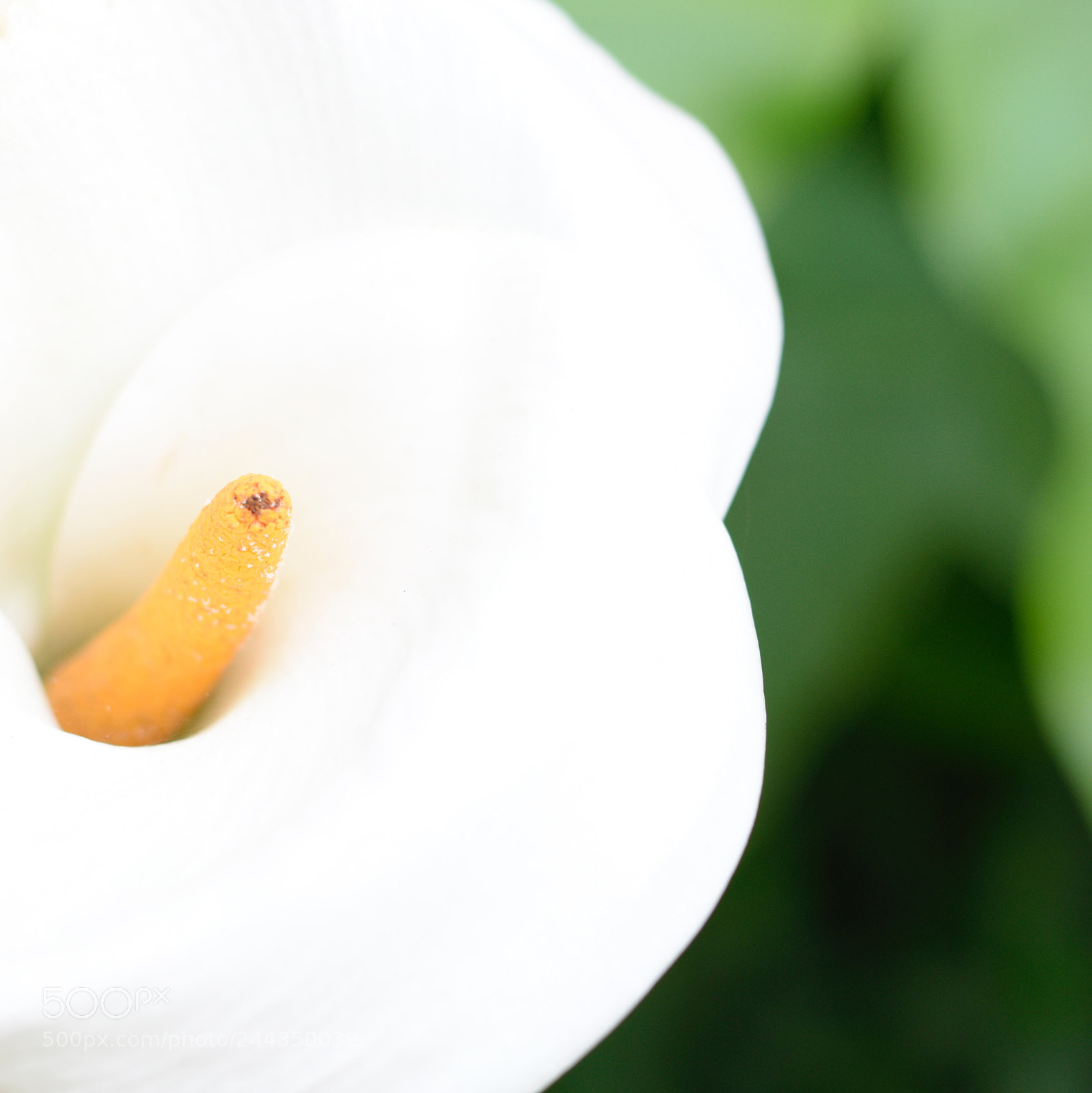 Nikon D3400 sample photo. White flower photography