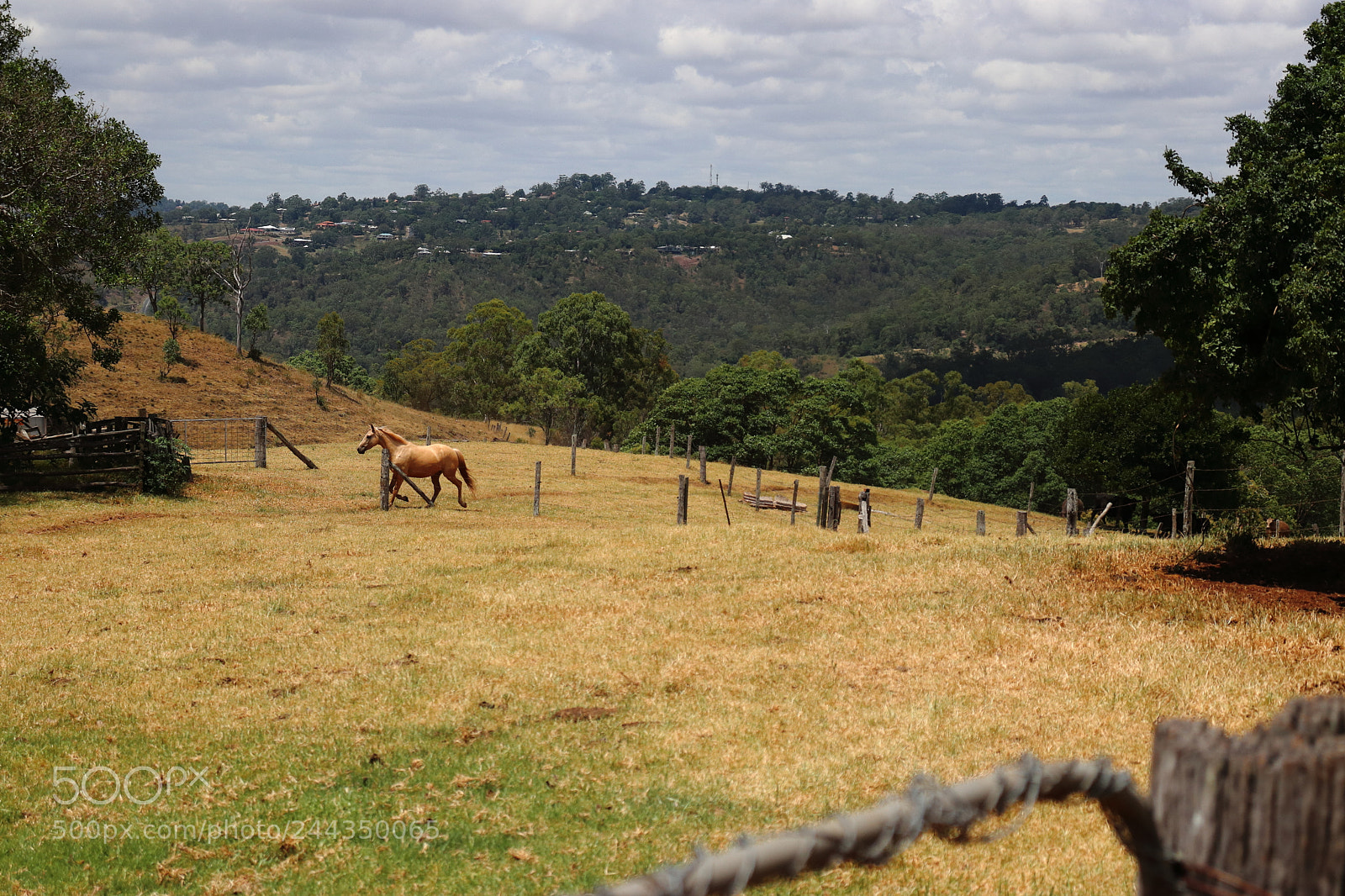 Canon EOS 200D (EOS Rebel SL2 / EOS Kiss X9) sample photo. Horse photography
