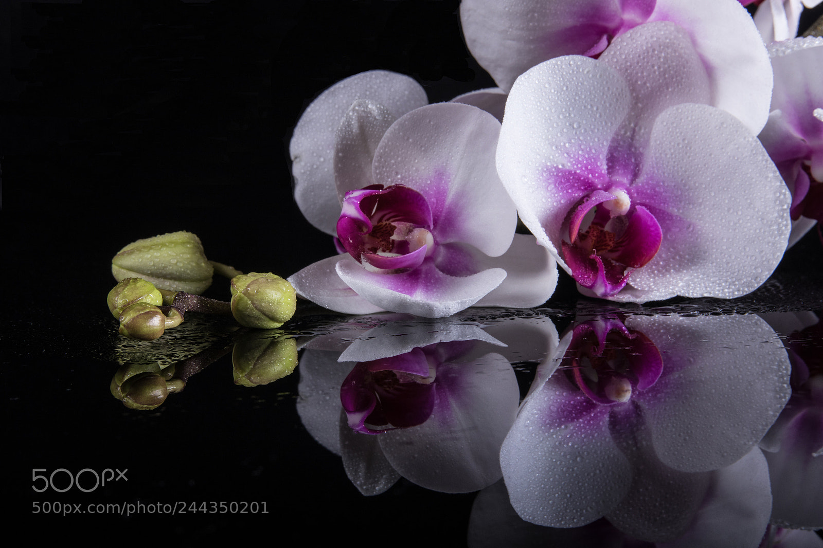 Canon EOS 7D Mark II sample photo. Orchid photography