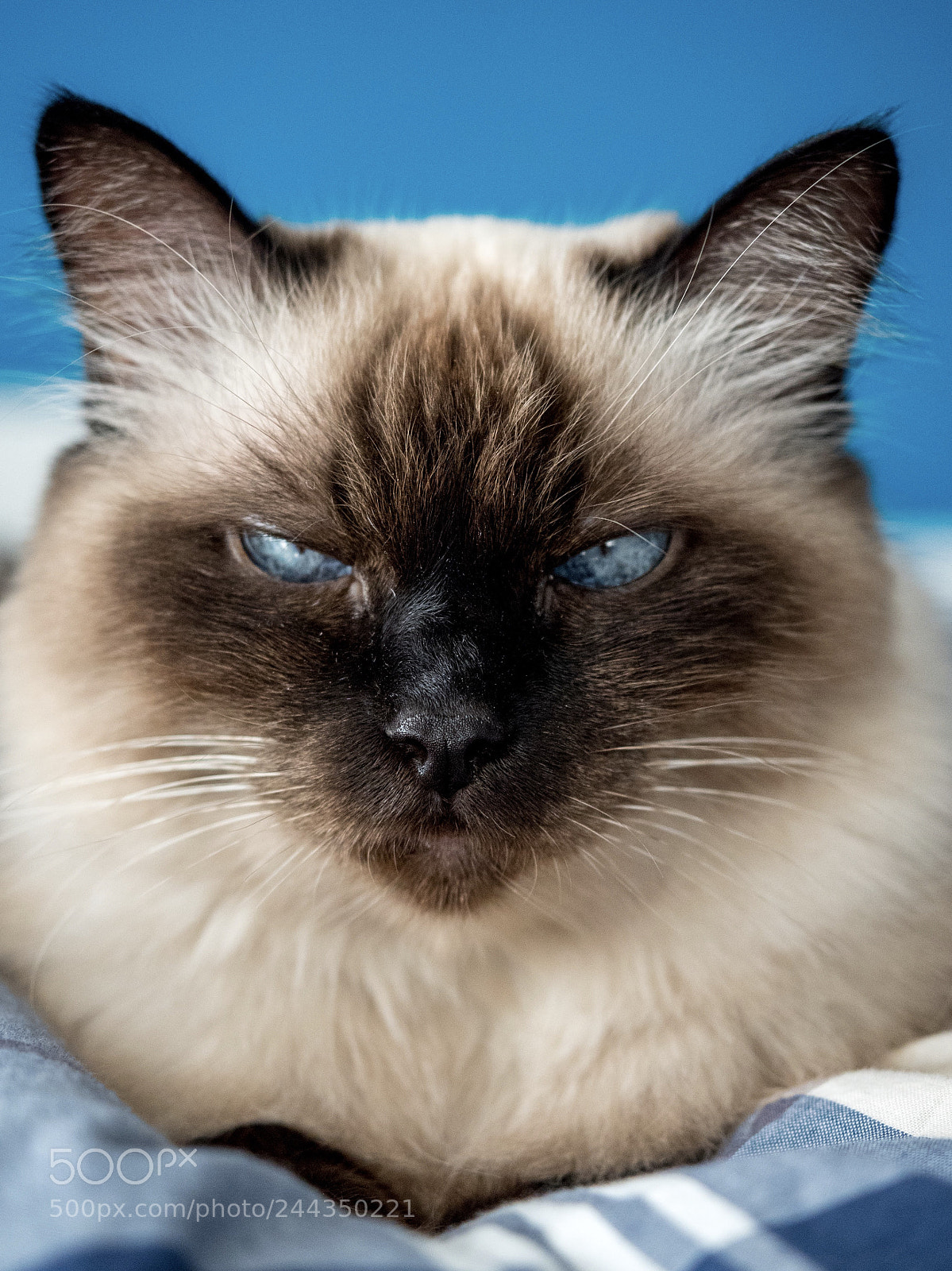 Olympus PEN E-PL7 sample photo. Look into my eyes photography