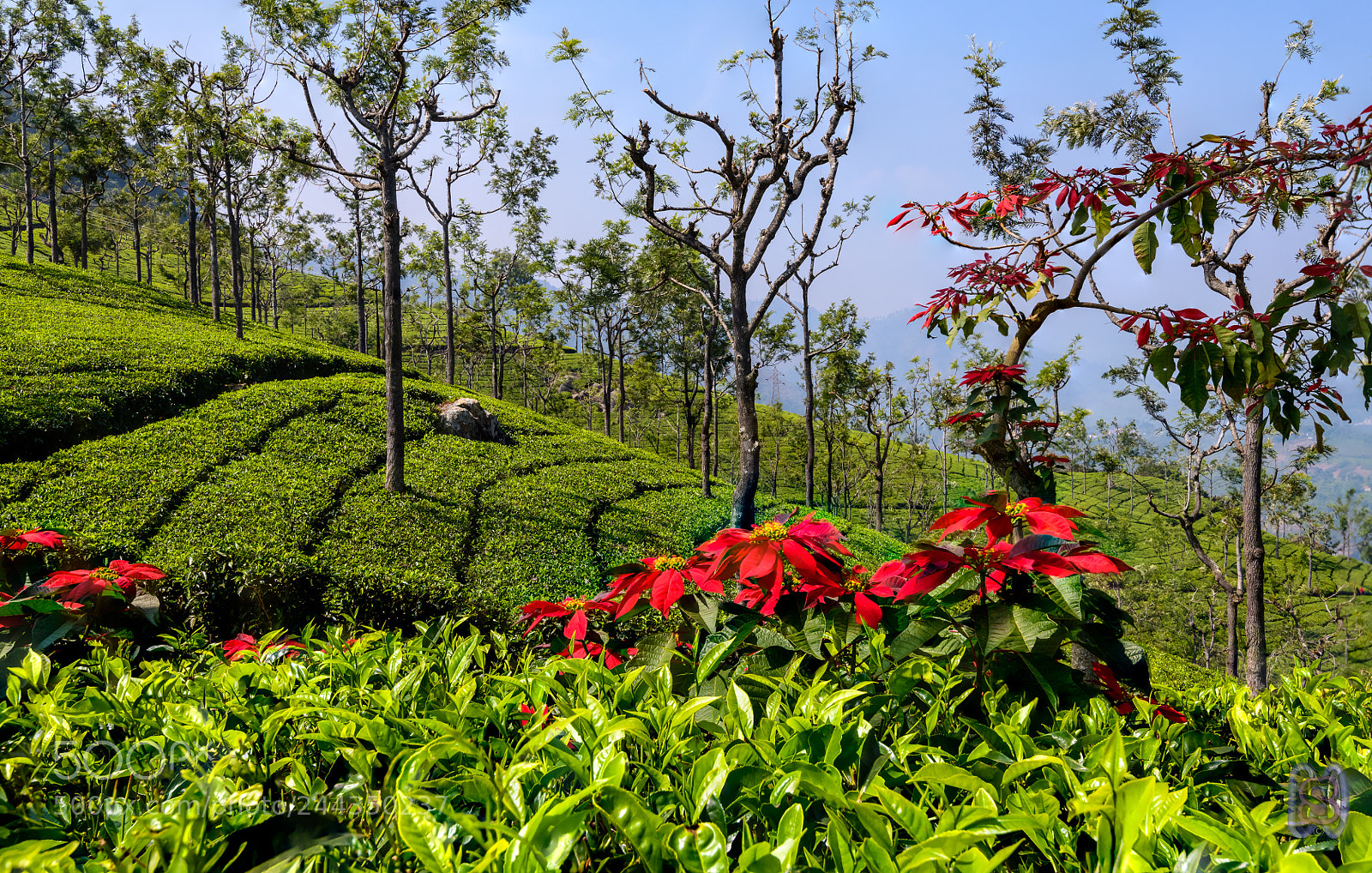 Nikon D850 sample photo. Red and green photography