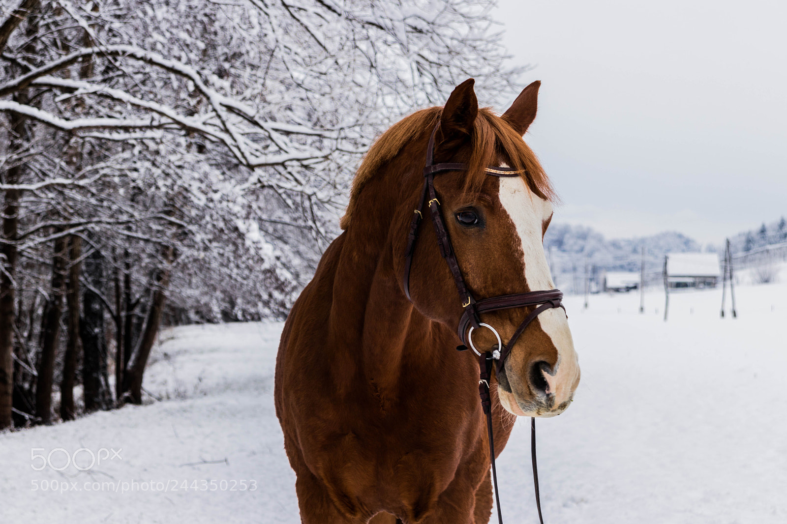 Canon EOS 77D (EOS 9000D / EOS 770D) sample photo. Winter has came photography