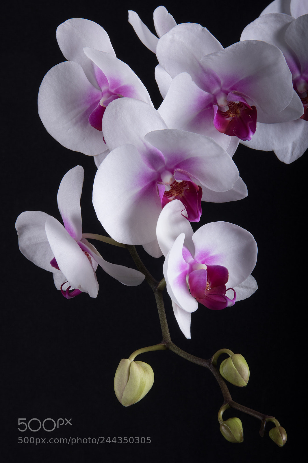Canon EOS 7D Mark II sample photo. Orchid photography