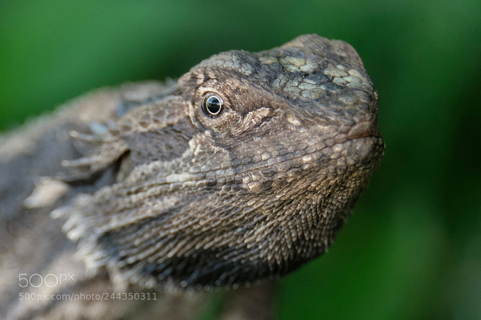 Fujifilm X-E3 sample photo. Bearded dragon photography