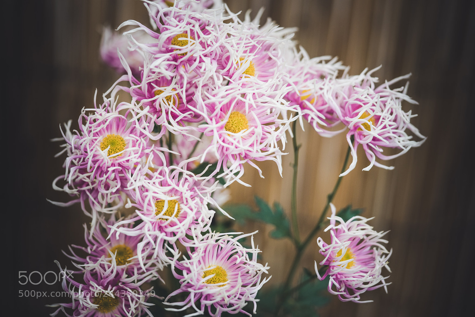Sony a7 II sample photo. Chrysanthemums photography